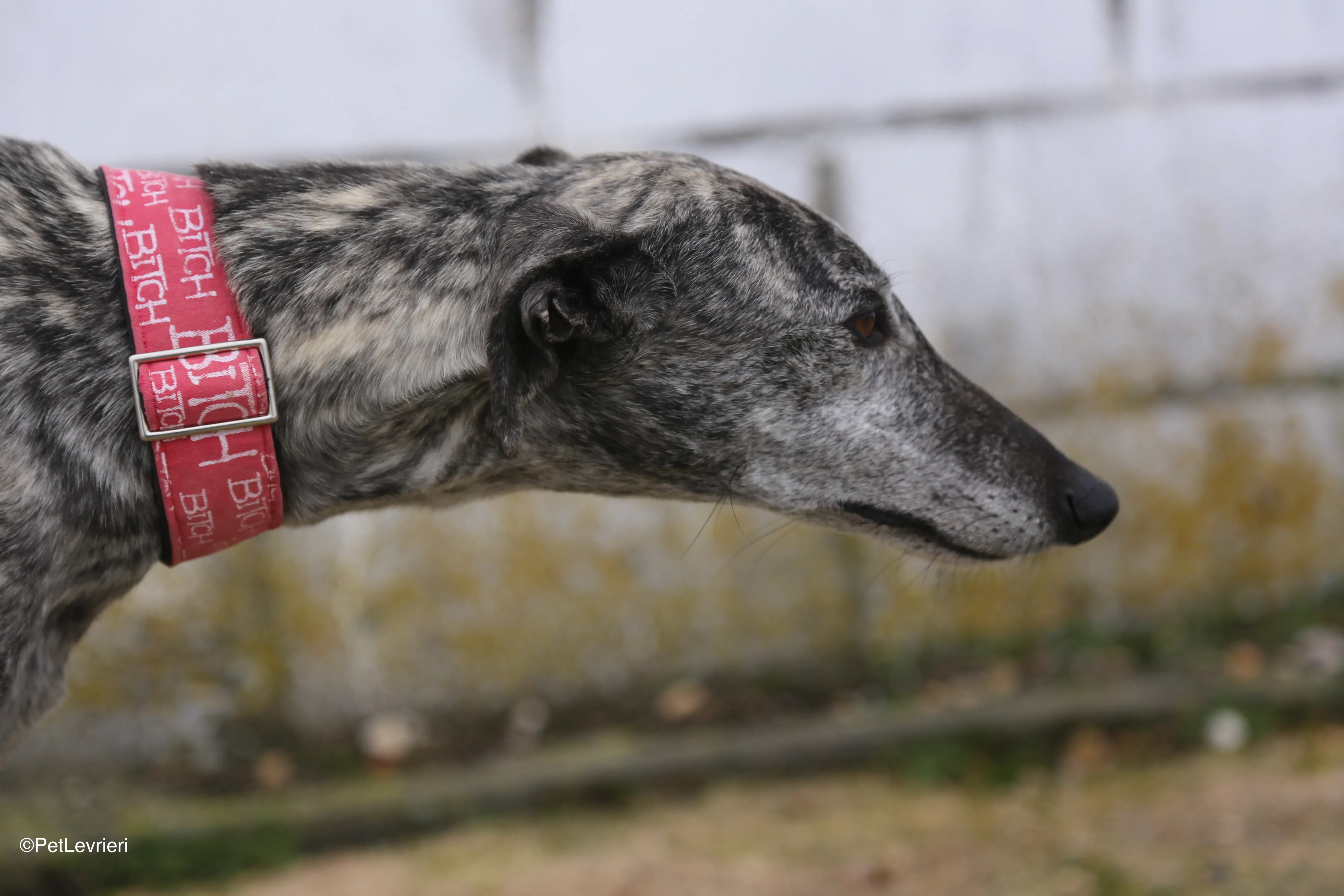 Osvaldo adozione galgo pet levrieri 3