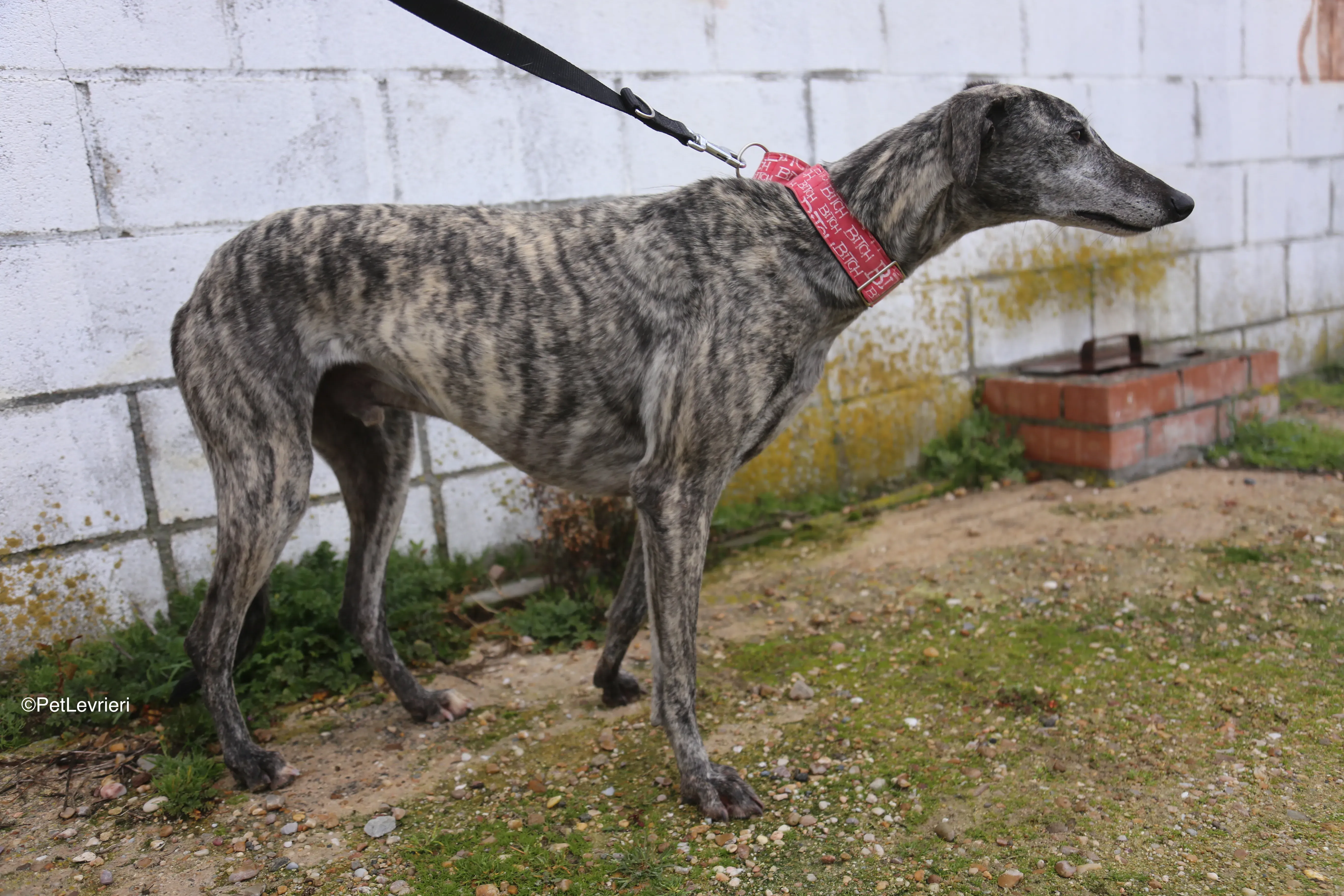 Osvaldo adozione galgo pet levrieri 4