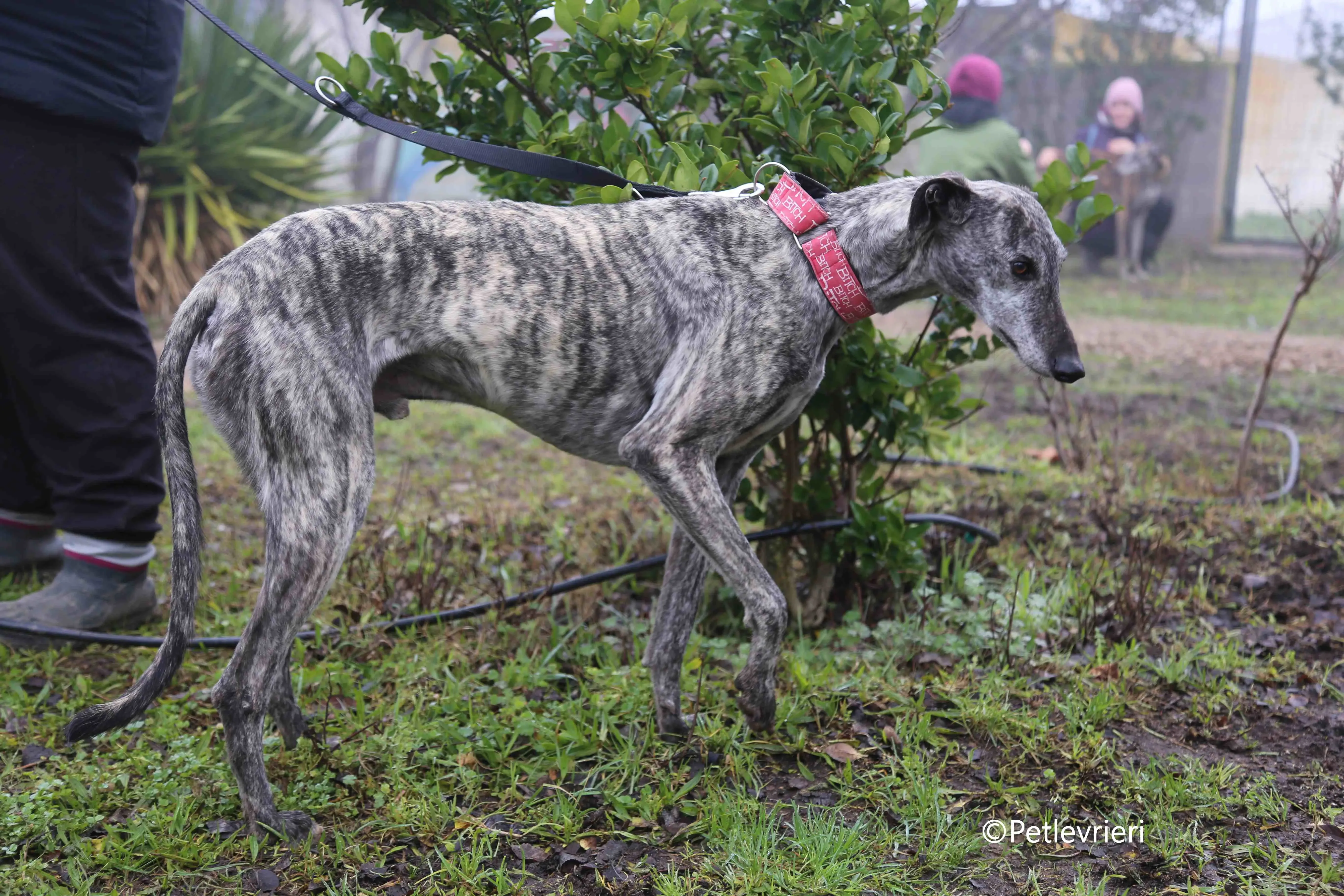Osvaldo adozione galgo pet levrieri 6 1