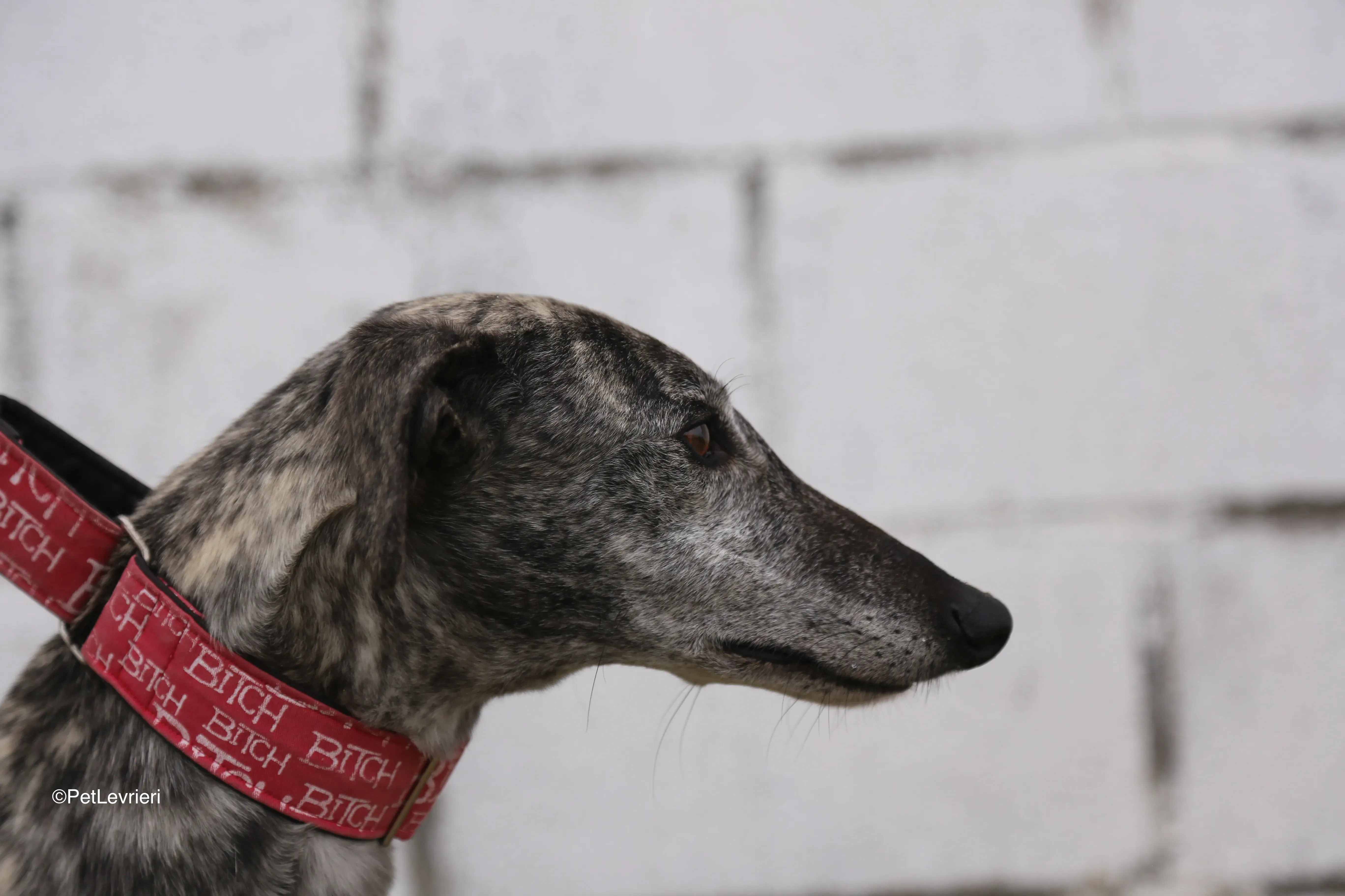 Osvaldo adozione galgo pet levrieri 5