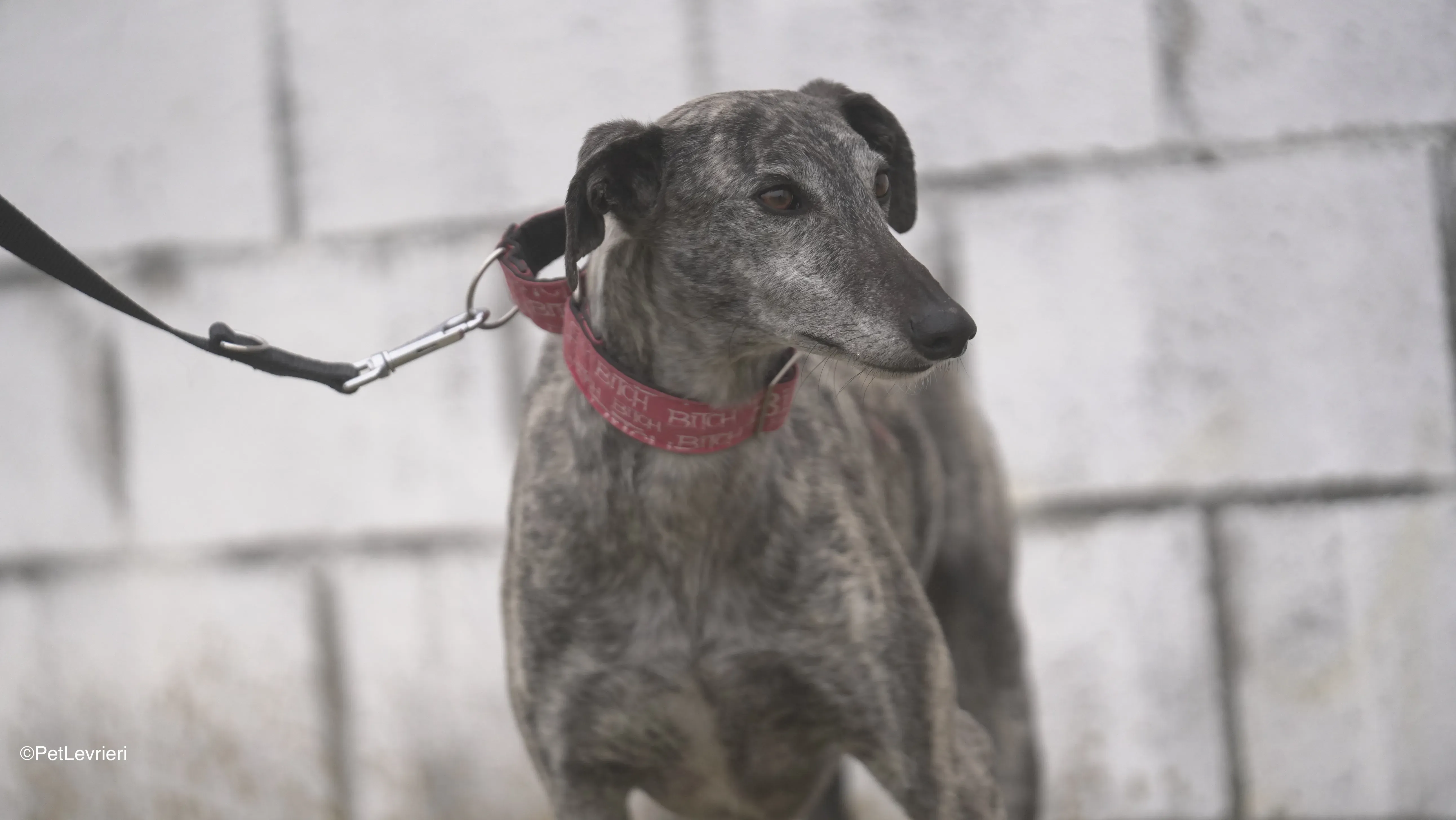 Osvaldo adozione galgo pet levrieri 7