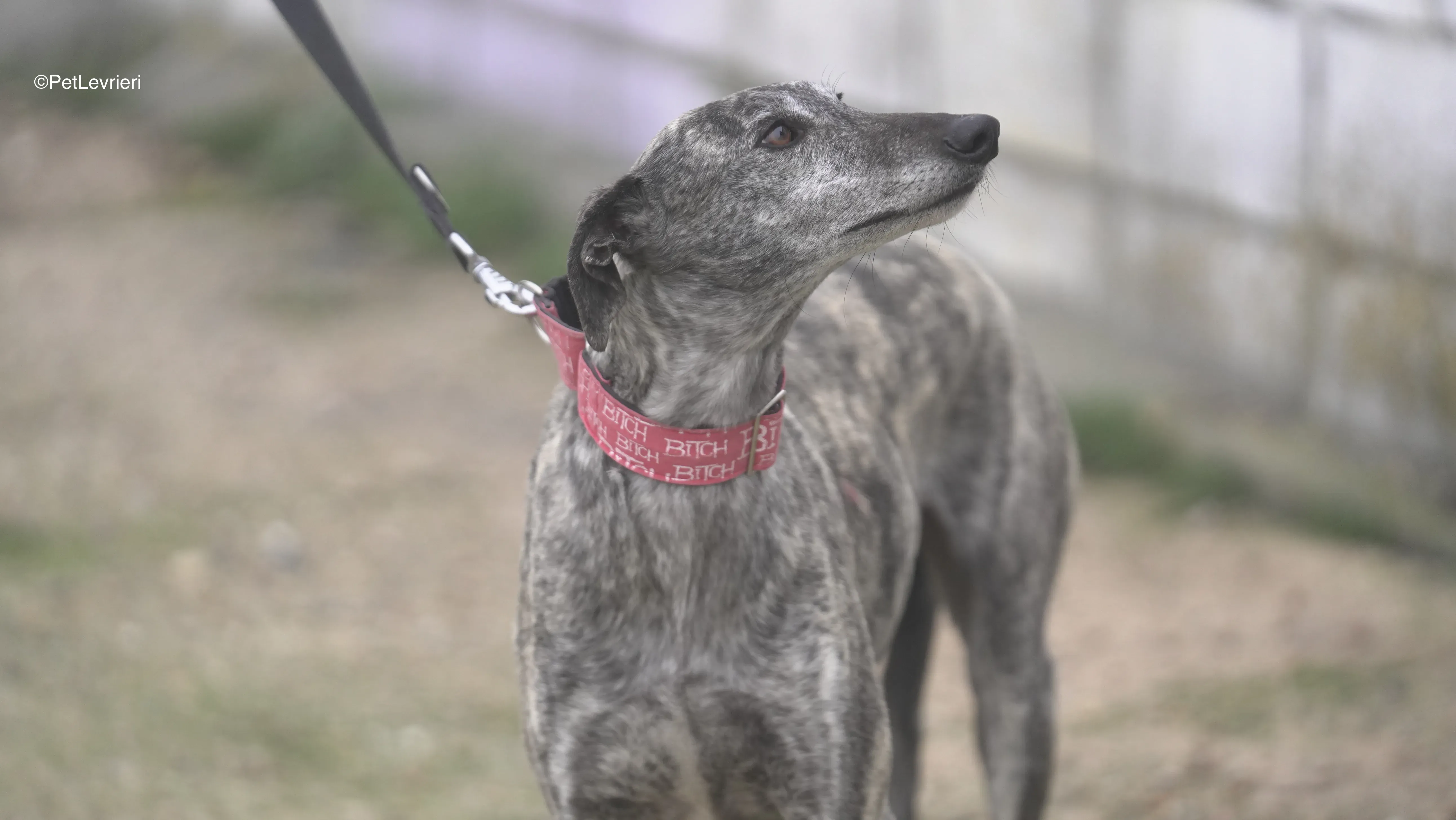 Osvaldo adozione galgo pet levrieri 8