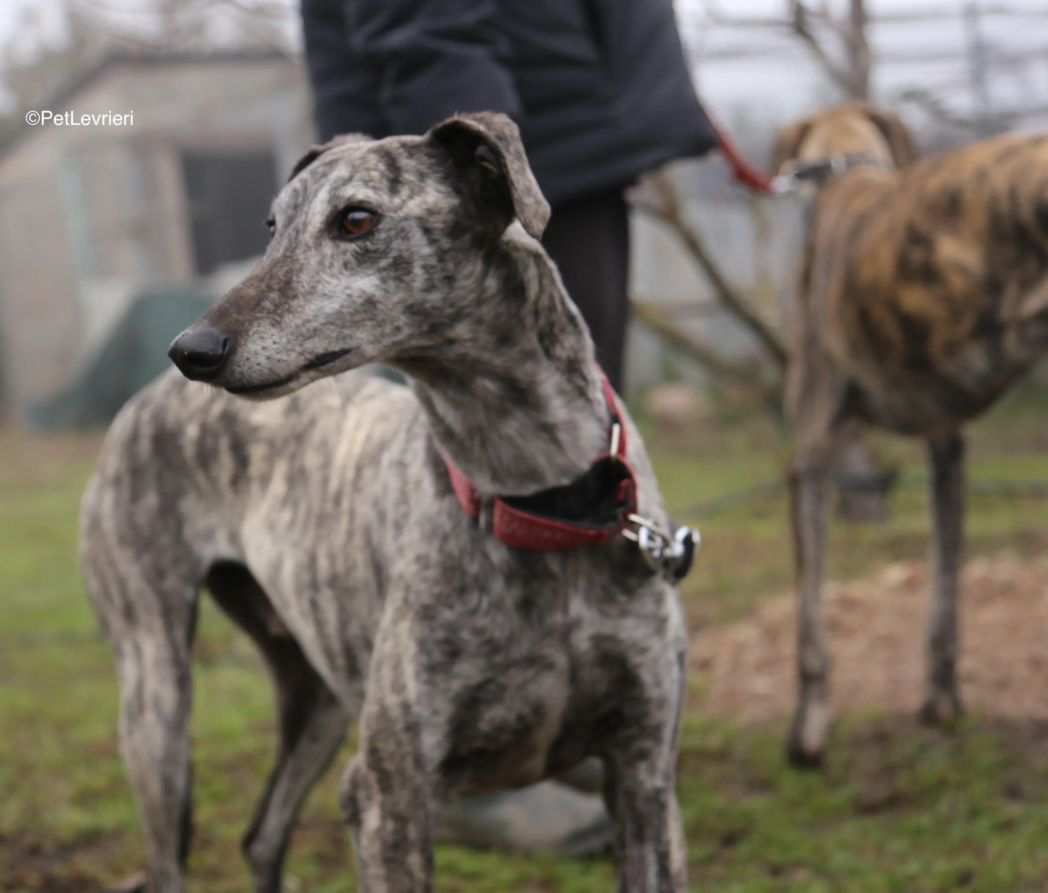 Osvaldo adozione galgo pet levrieri 9