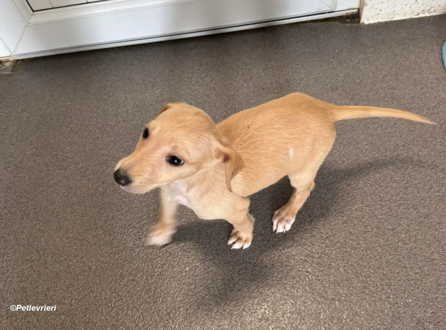 Otto adozione levrieri greyhound 1