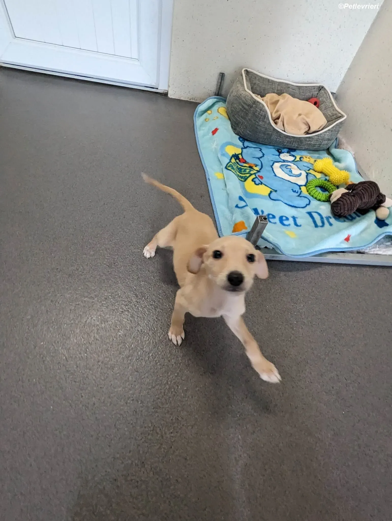 Otto adozione levrieri greyhound 10