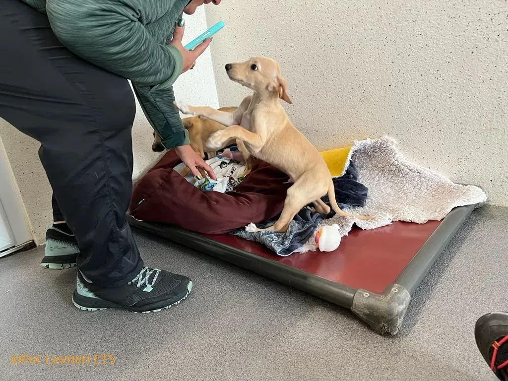 Otto adozione levrieri greyhound 11