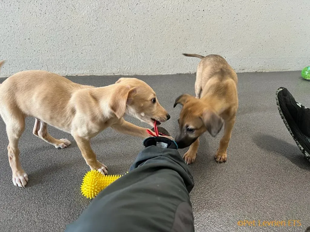 Otto adozione levrieri greyhound 12