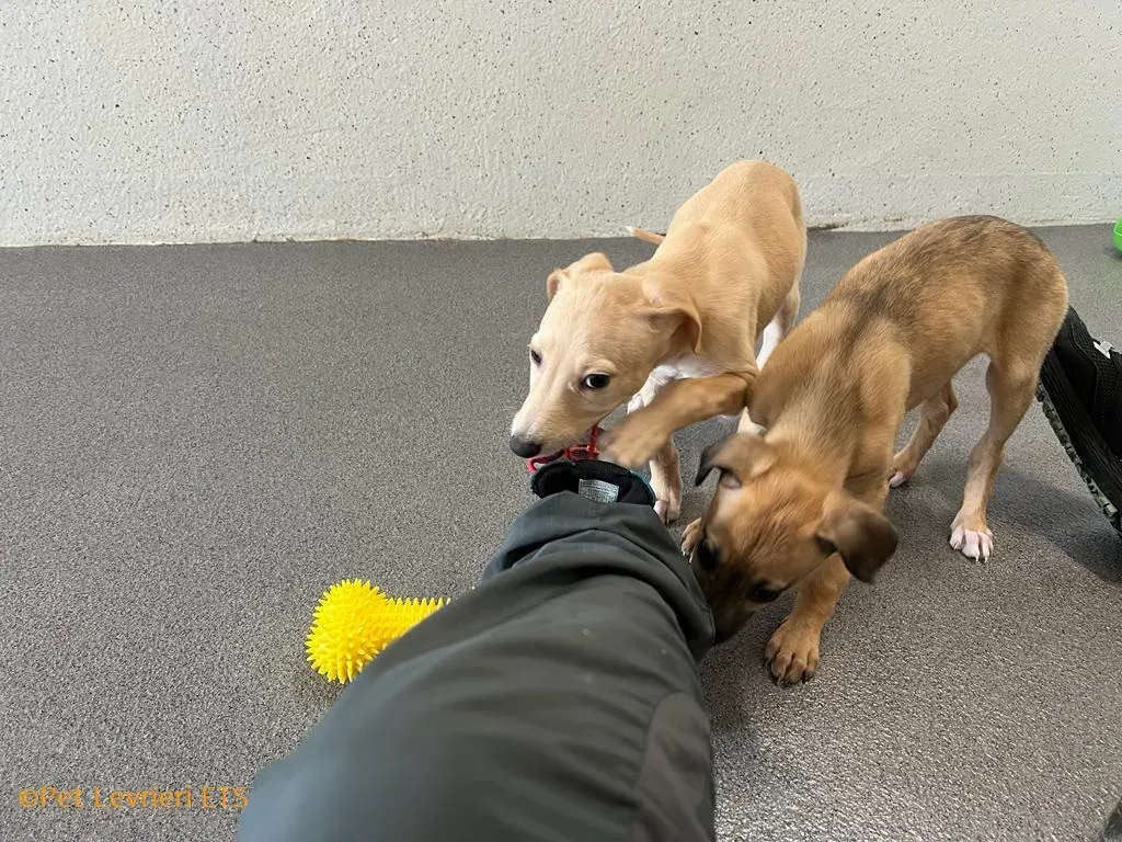 Otto adozione levrieri greyhound 13