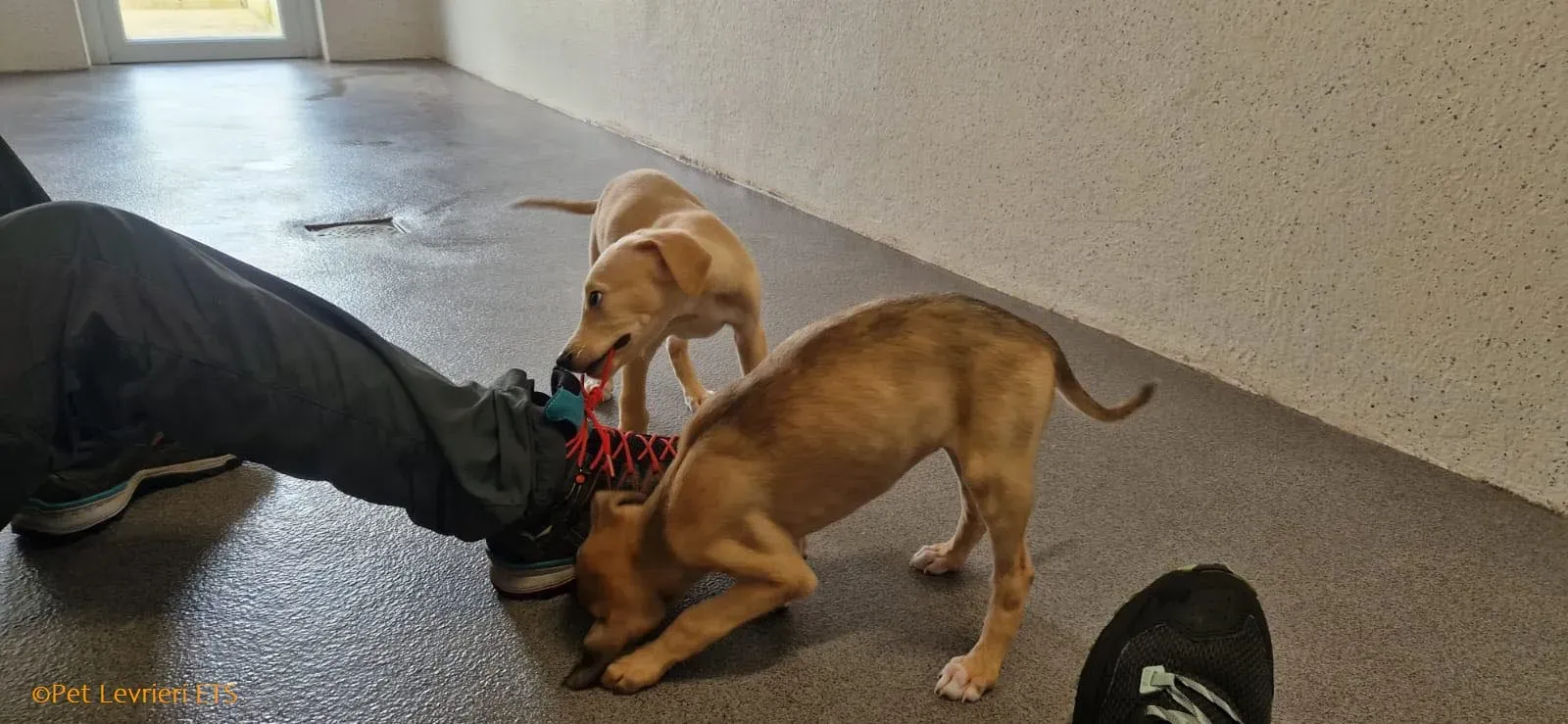 Otto adozione levrieri greyhound 14