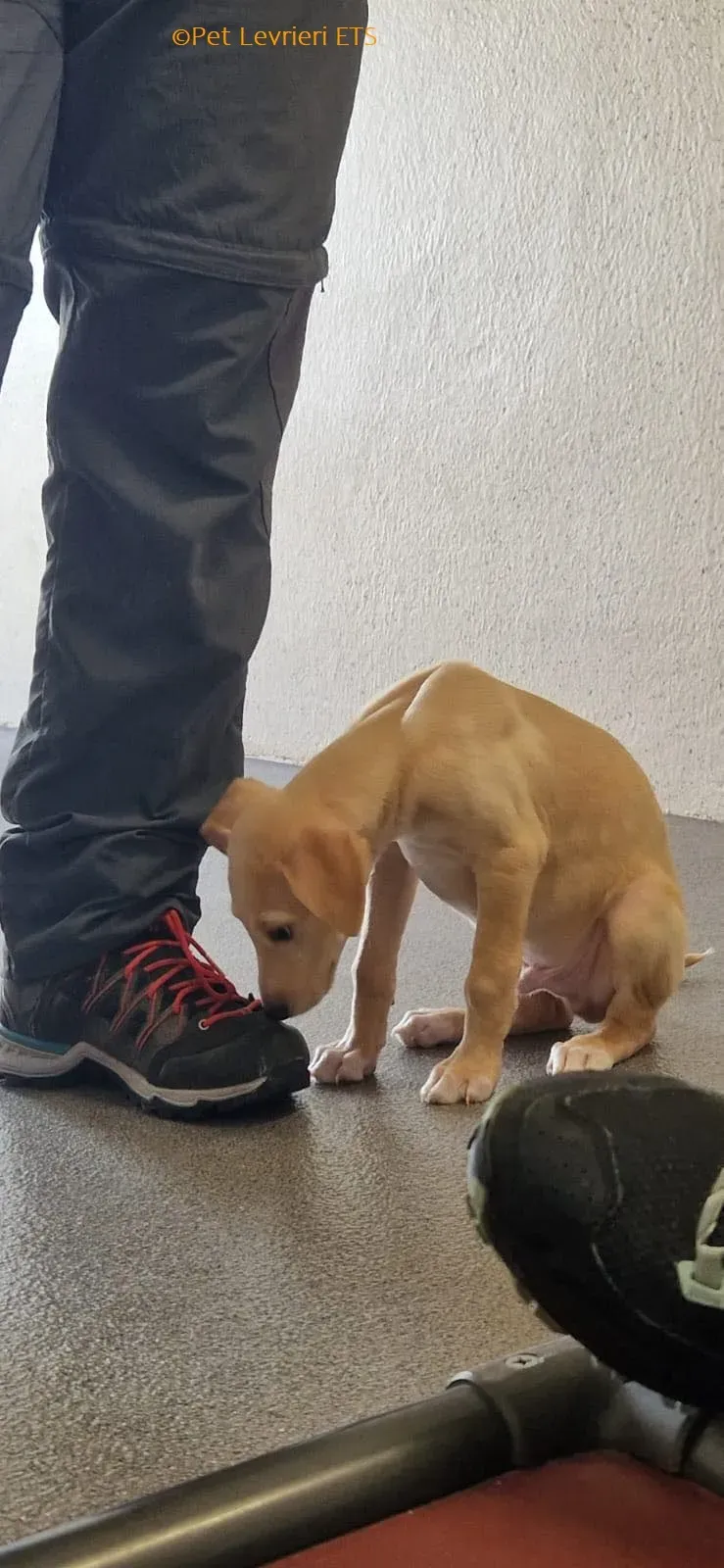 Otto adozione levrieri greyhound 15