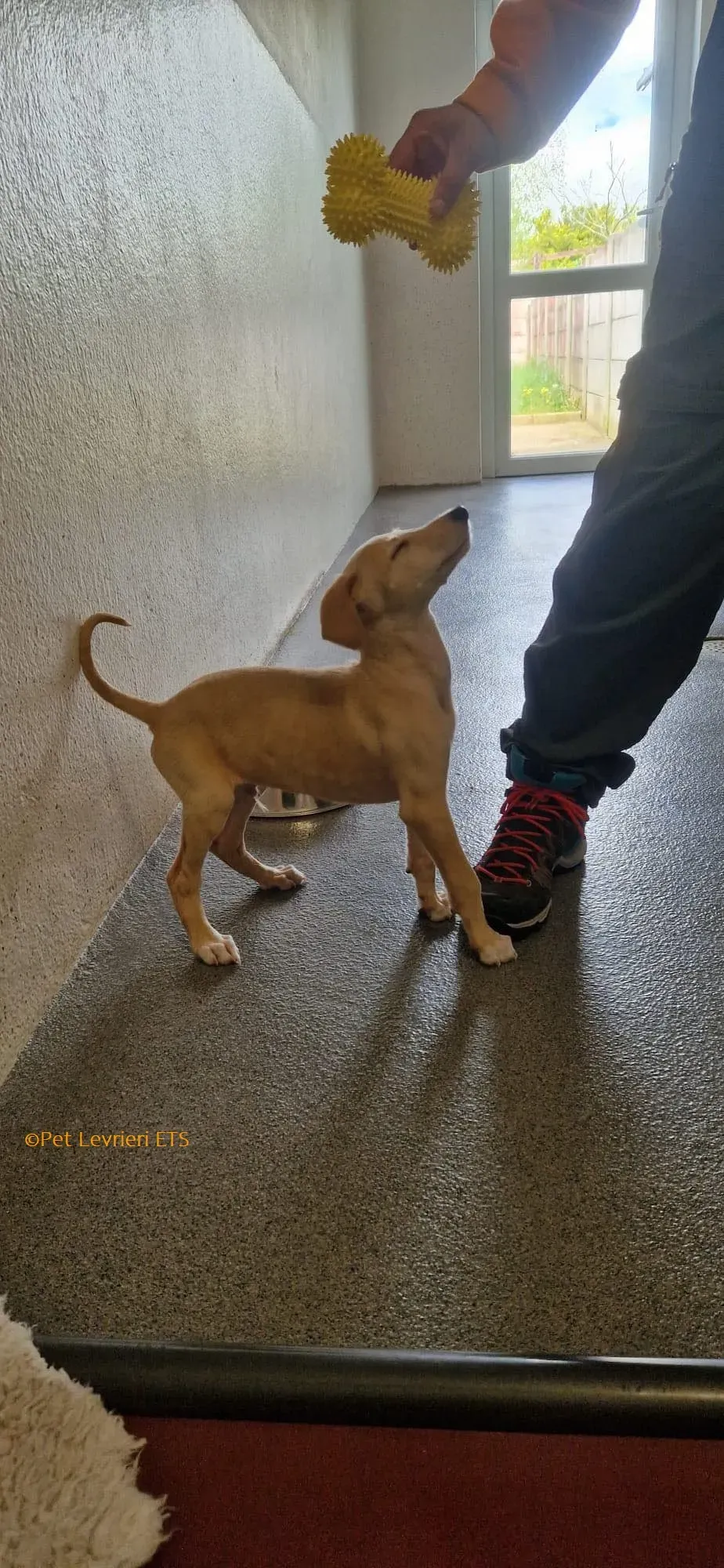 Otto adozione levrieri greyhound 16