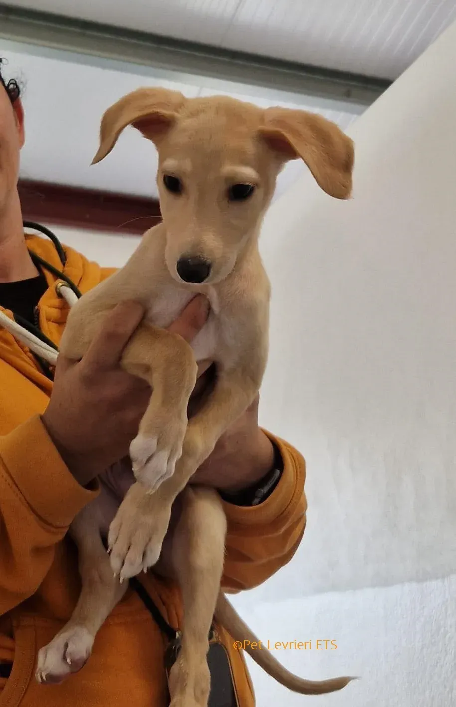 Otto adozione levrieri greyhound 18