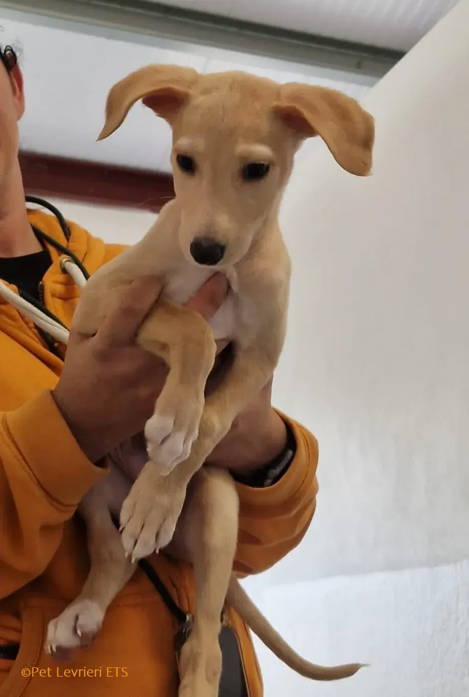 Otto adozione levrieri greyhound 19