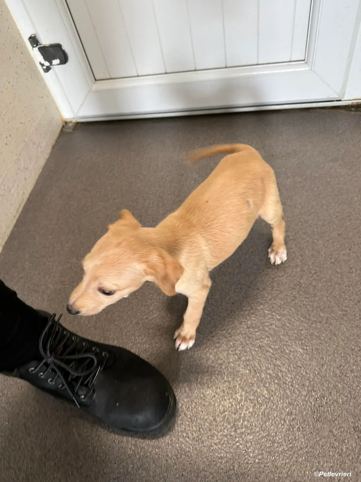 Otto adozione levrieri greyhound 2