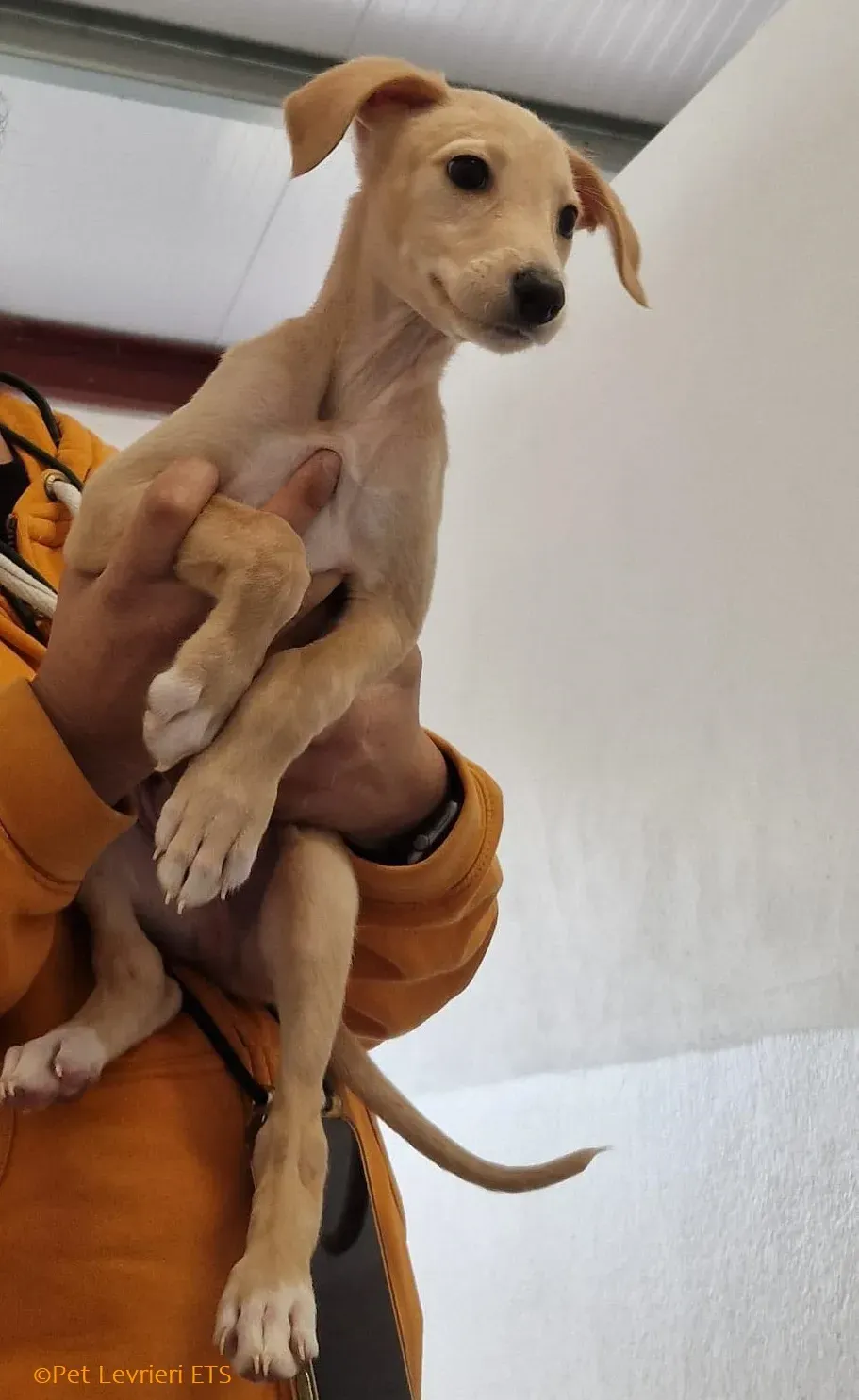 Otto adozione levrieri greyhound 20