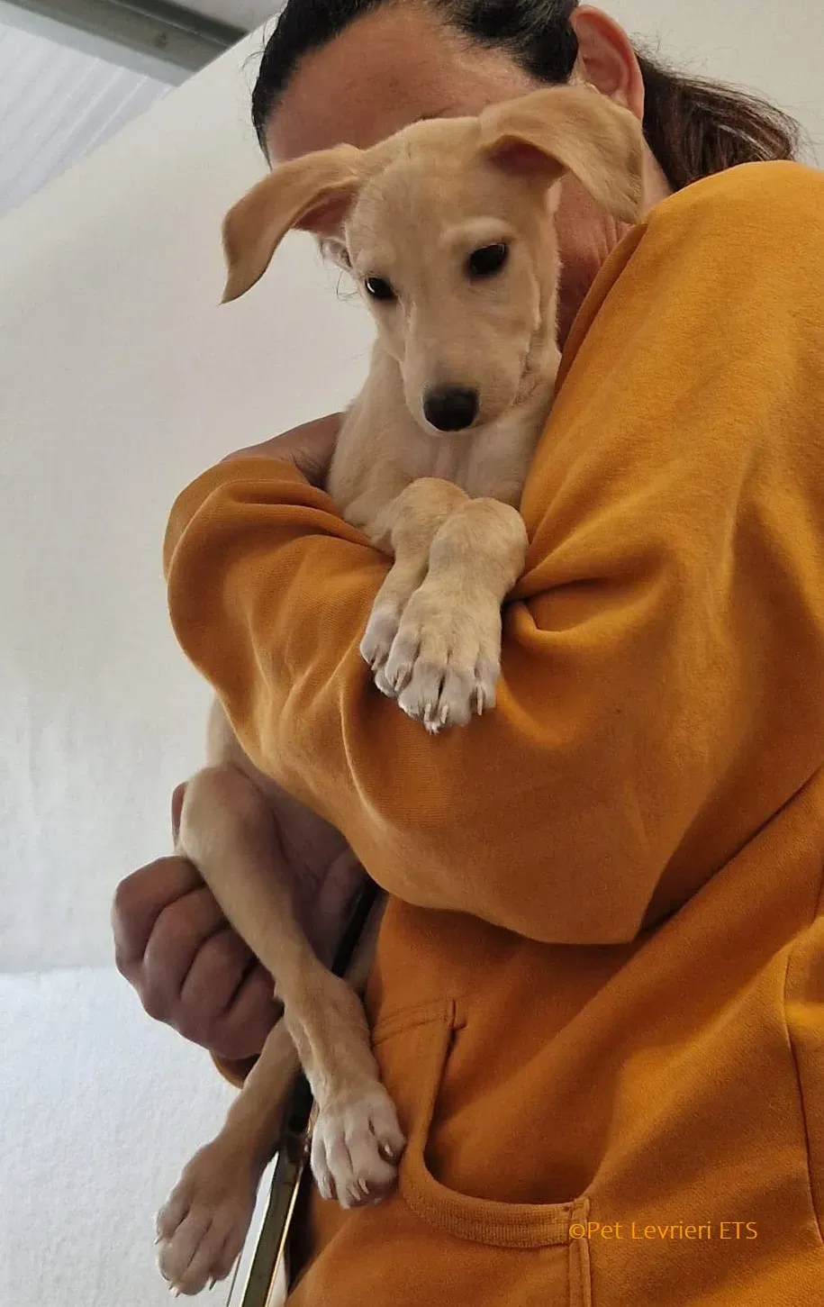 Otto adozione levrieri greyhound 21