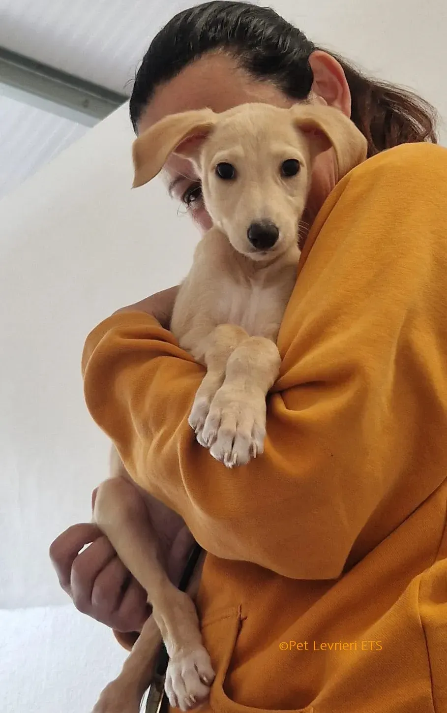 Otto adozione levrieri greyhound 22