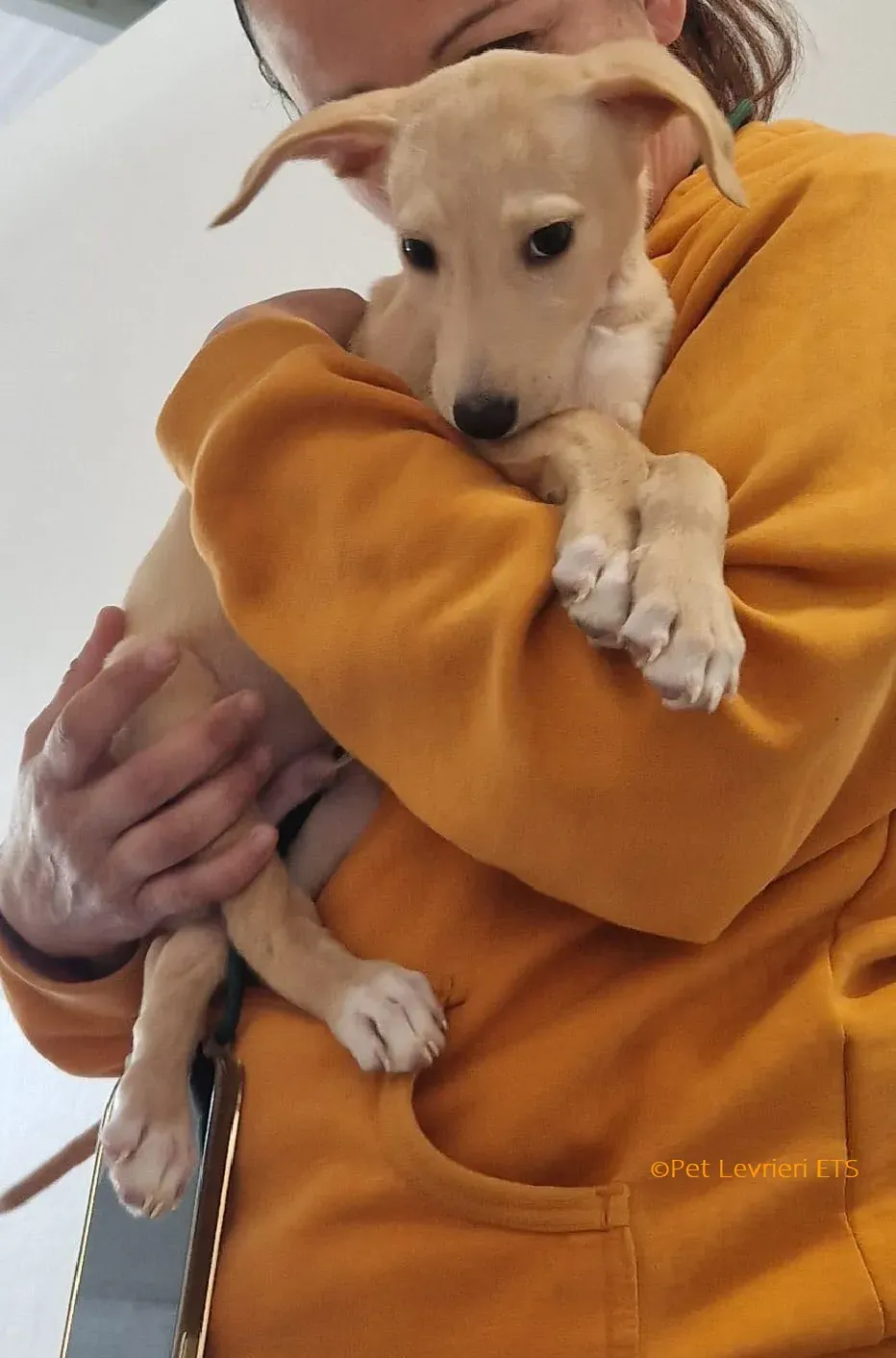 Otto adozione levrieri greyhound 23