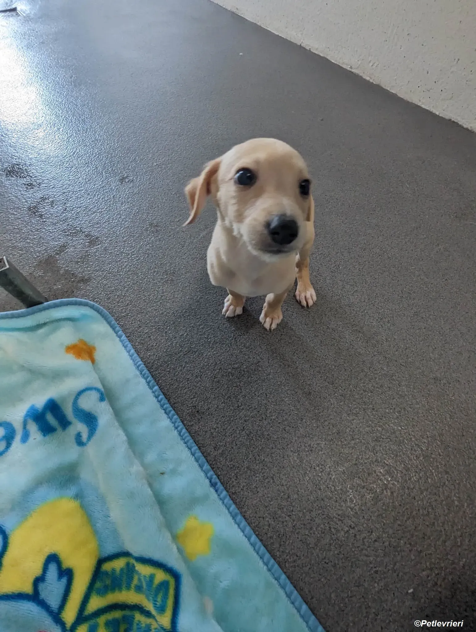 Otto adozione levrieri greyhound 3