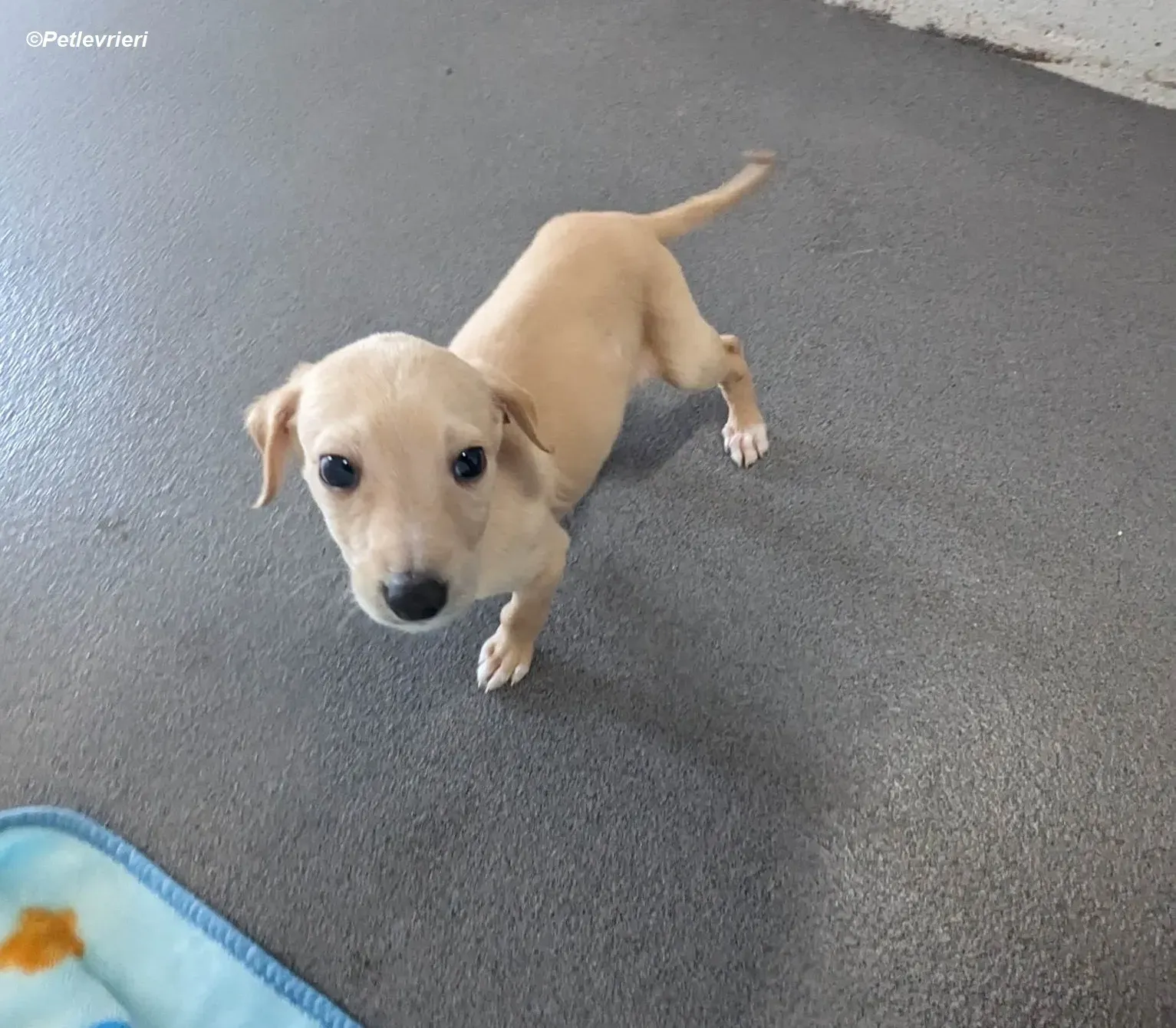 Otto adozione levrieri greyhound 4