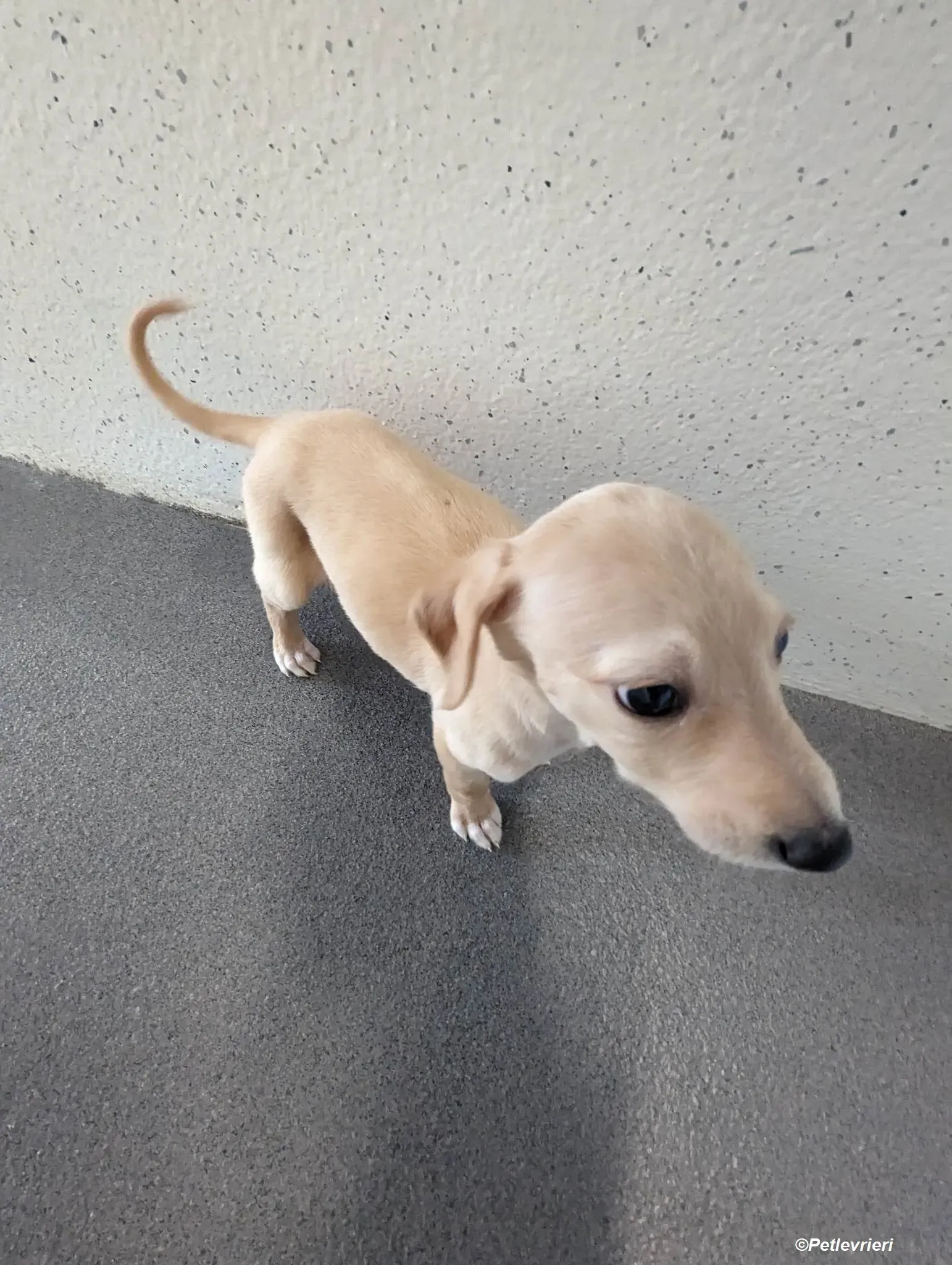 Otto adozione levrieri greyhound 5