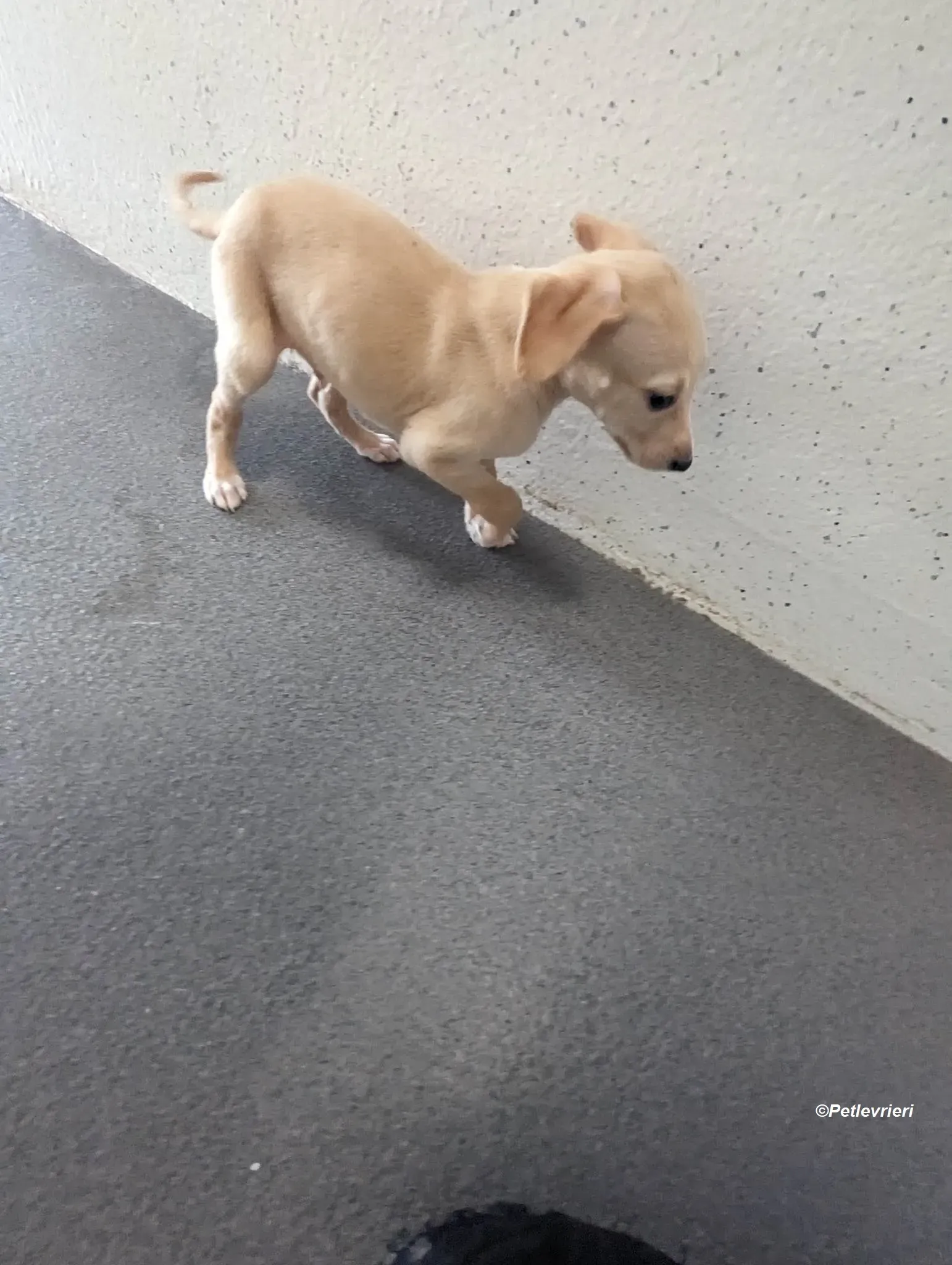 Otto adozione levrieri greyhound 6