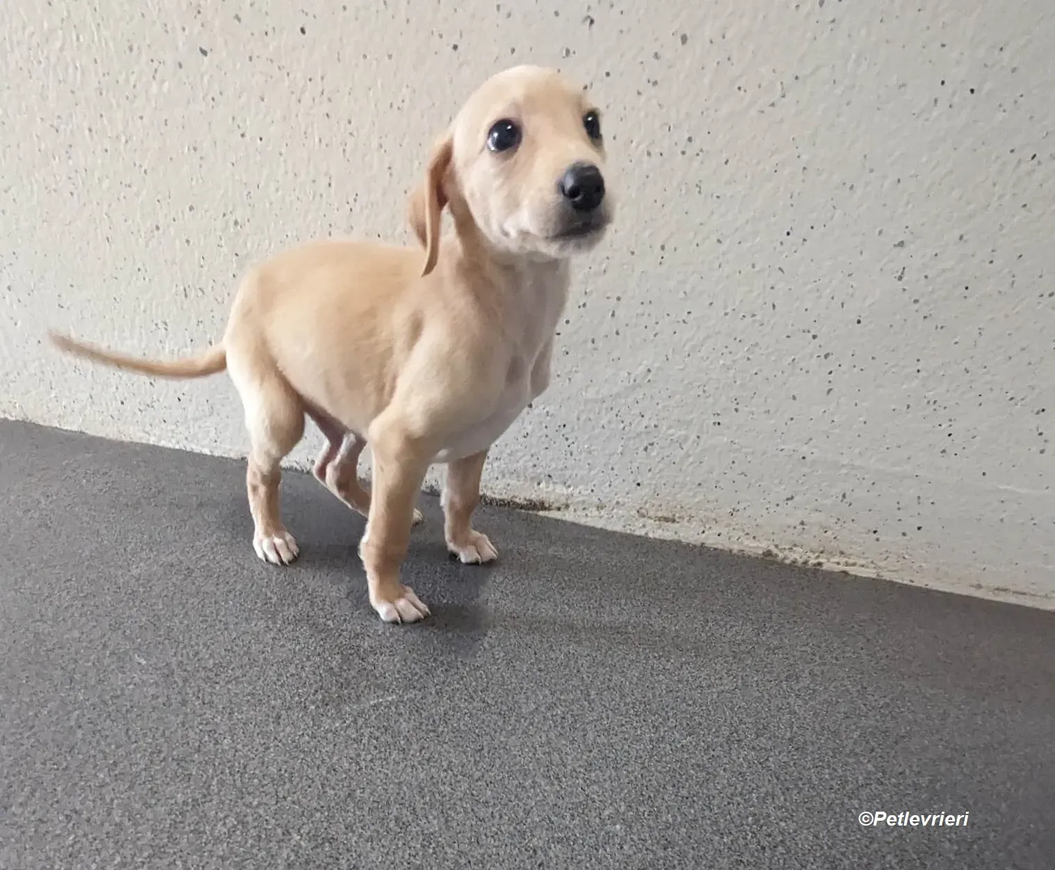 Otto adozione levrieri greyhound 7