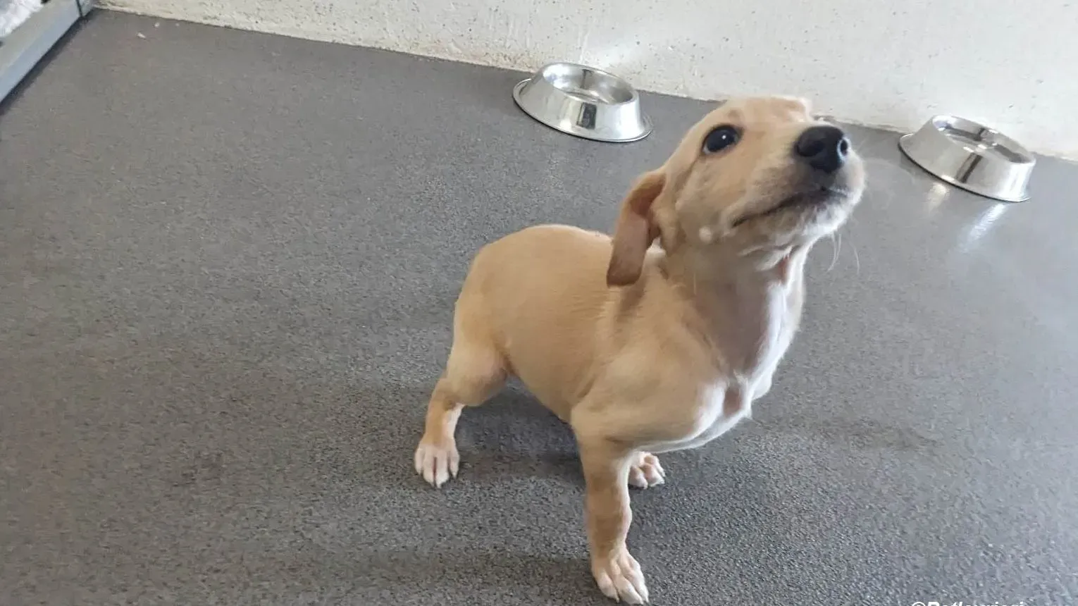 Otto adozione levrieri greyhound 8 e1682431392689