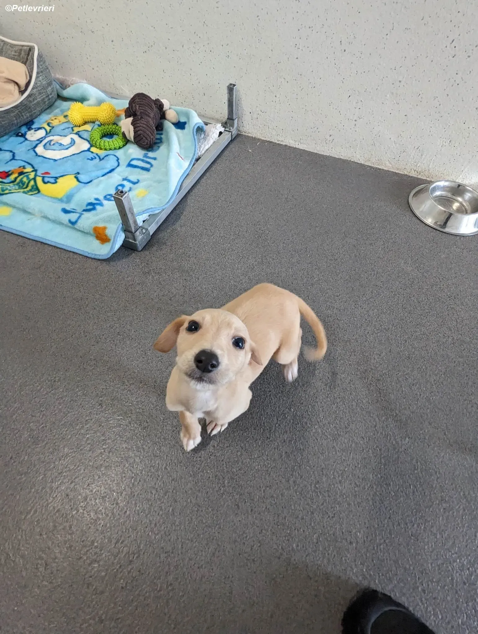 Otto adozione levrieri greyhound 9