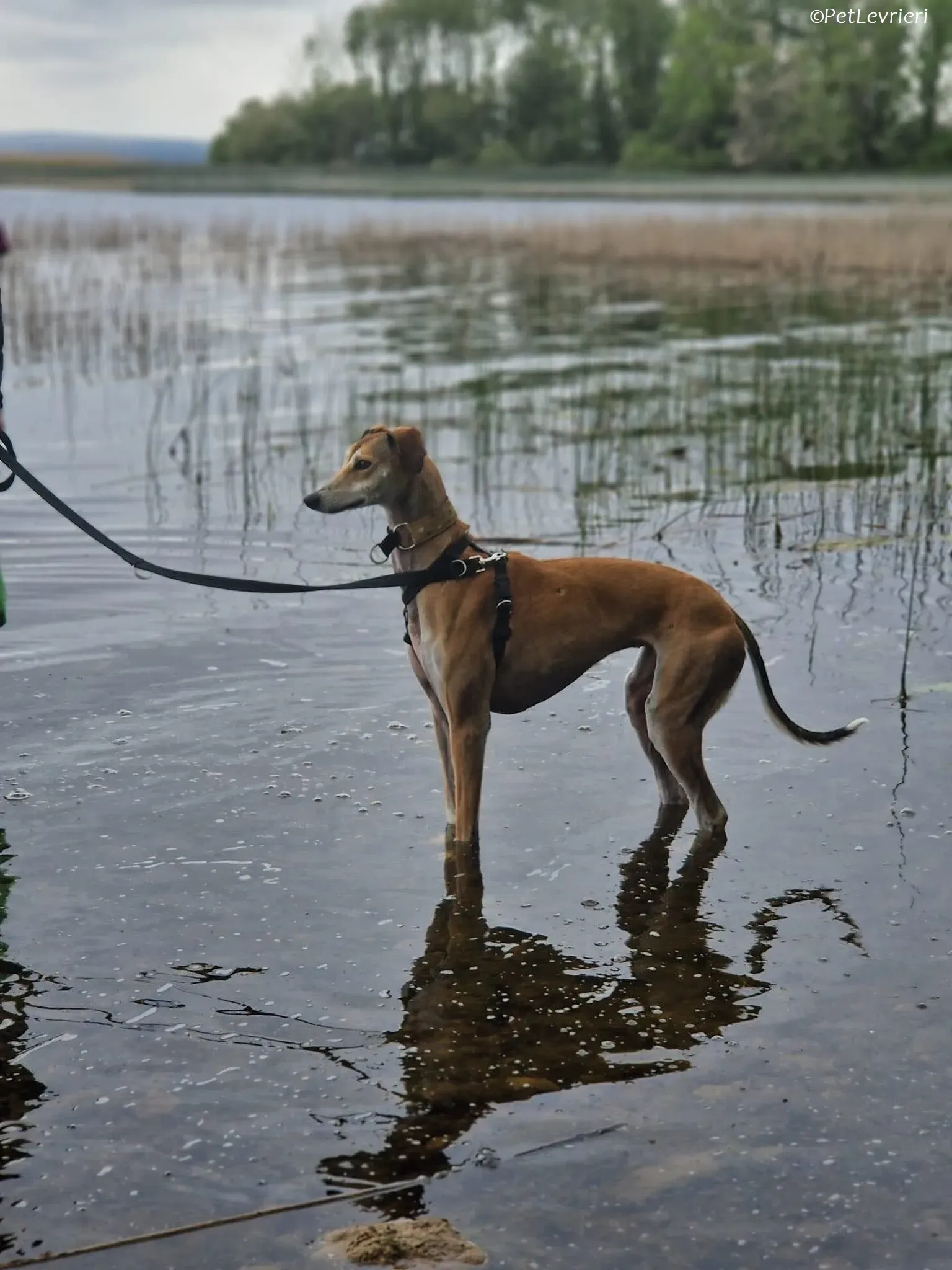 Ovaltine adozione levrieri greyhound 1