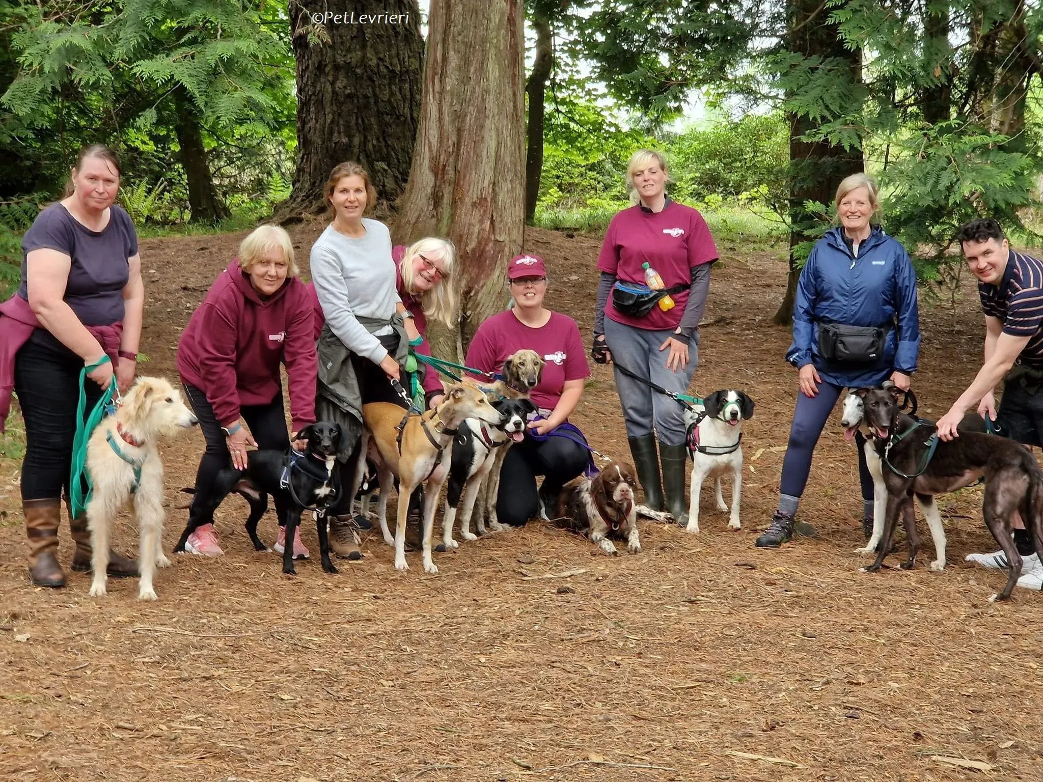 Ovaltine adozione levrieri greyhound 10