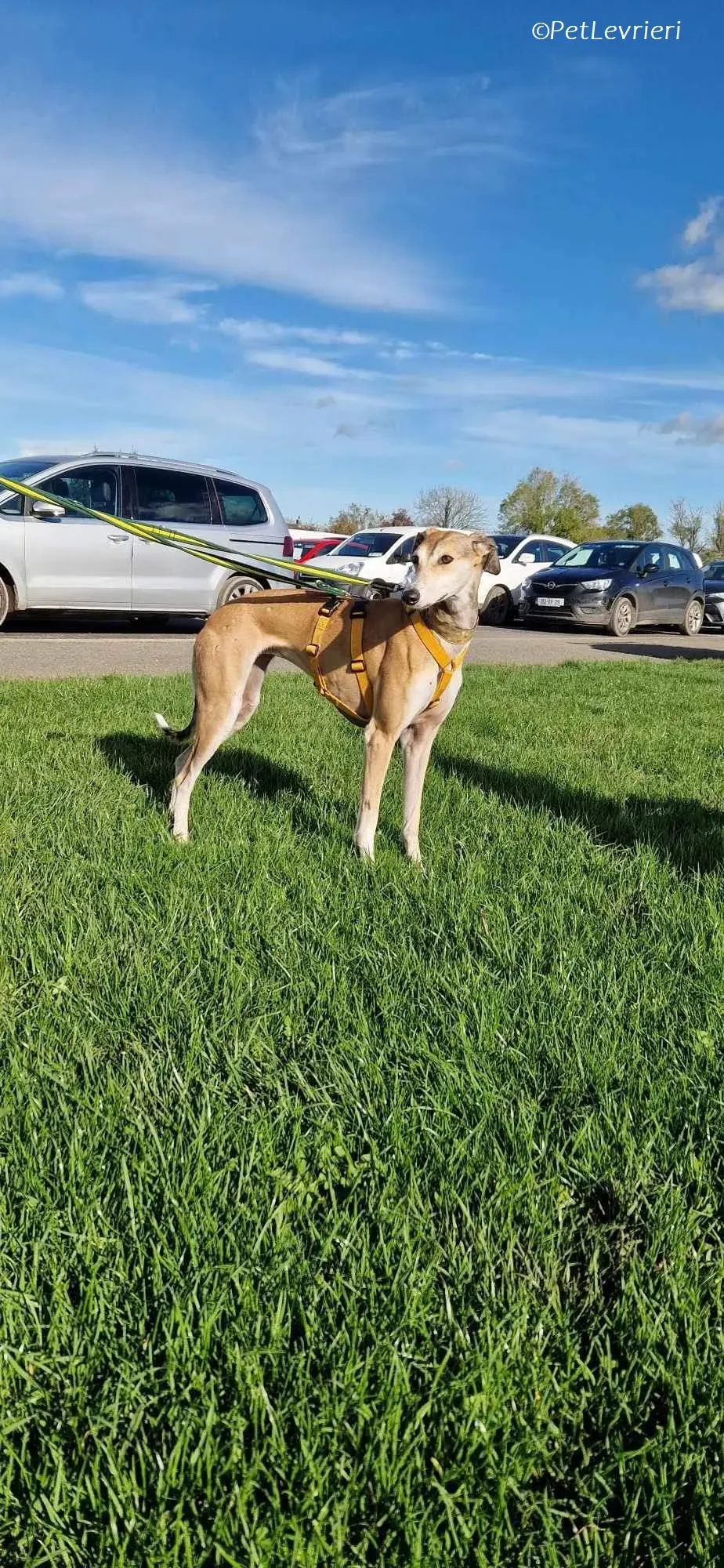 Ovaltine adozione levrieri greyhound 11