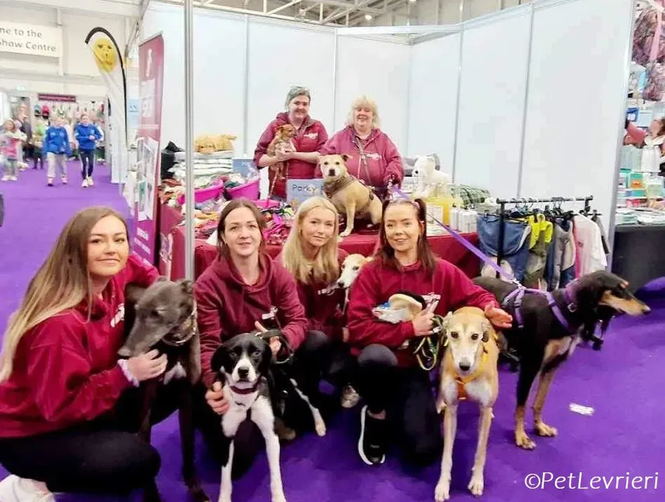 Ovaltine adozione levrieri greyhound 12