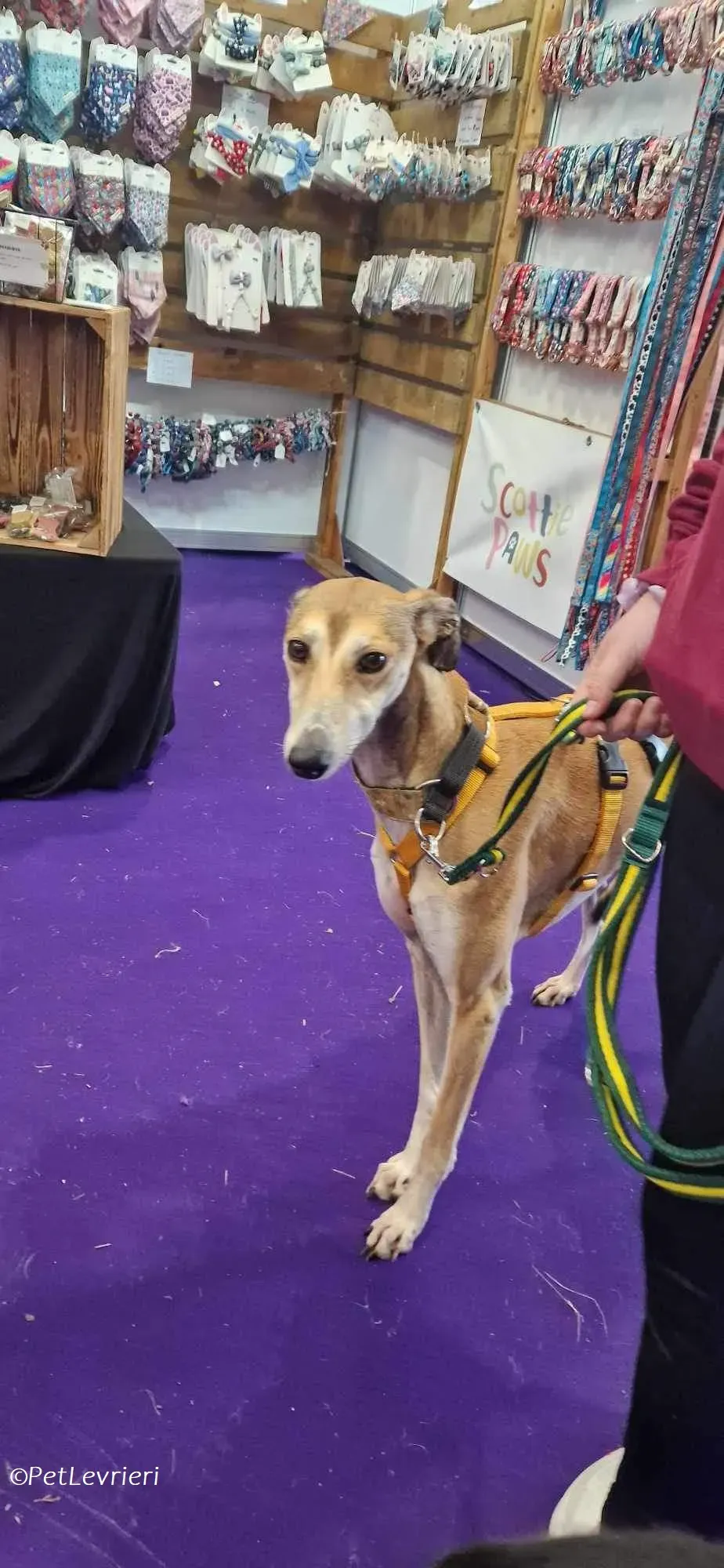 Ovaltine adozione levrieri greyhound 15