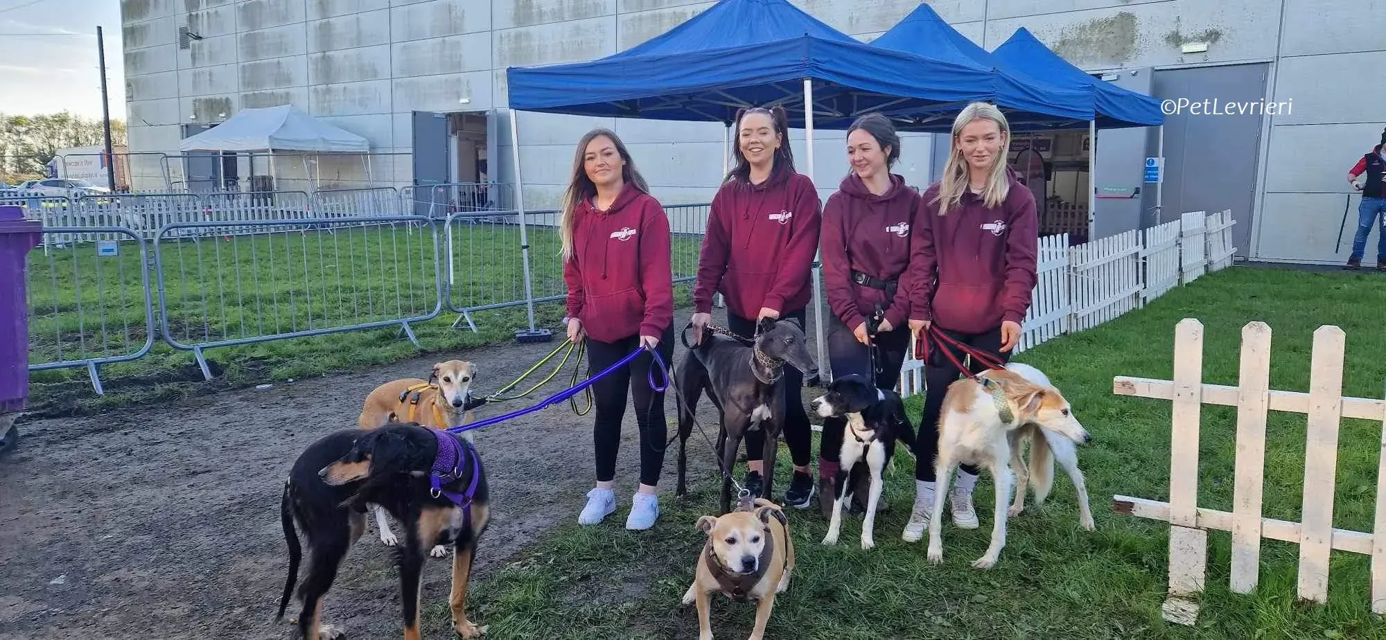 Ovaltine adozione levrieri greyhound 18