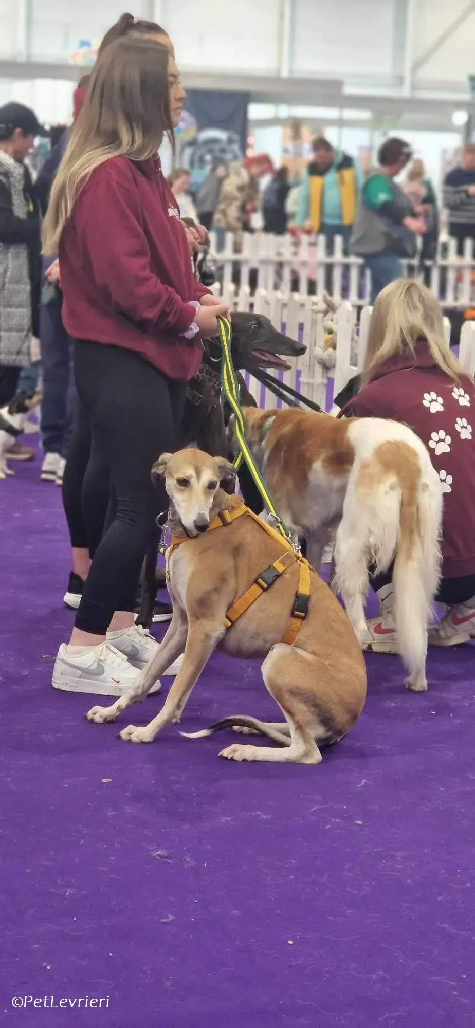 Ovaltine adozione levrieri greyhound 20