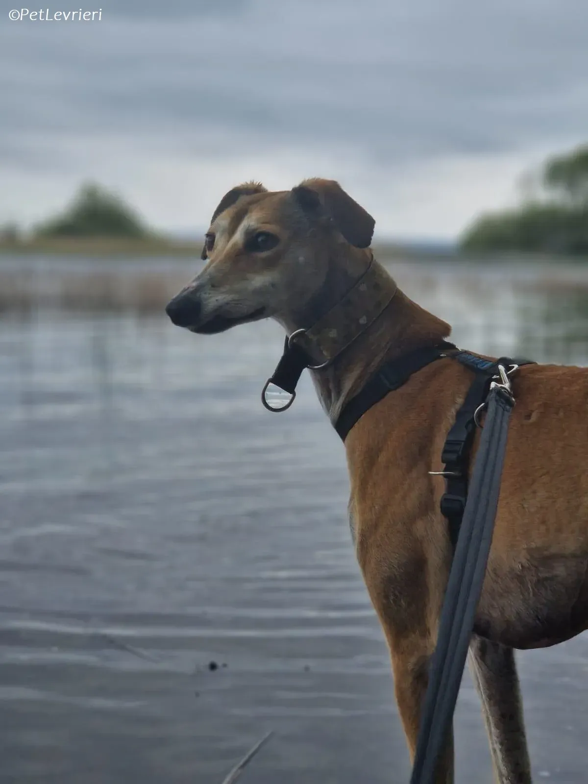 Ovaltine adozione levrieri greyhound 21