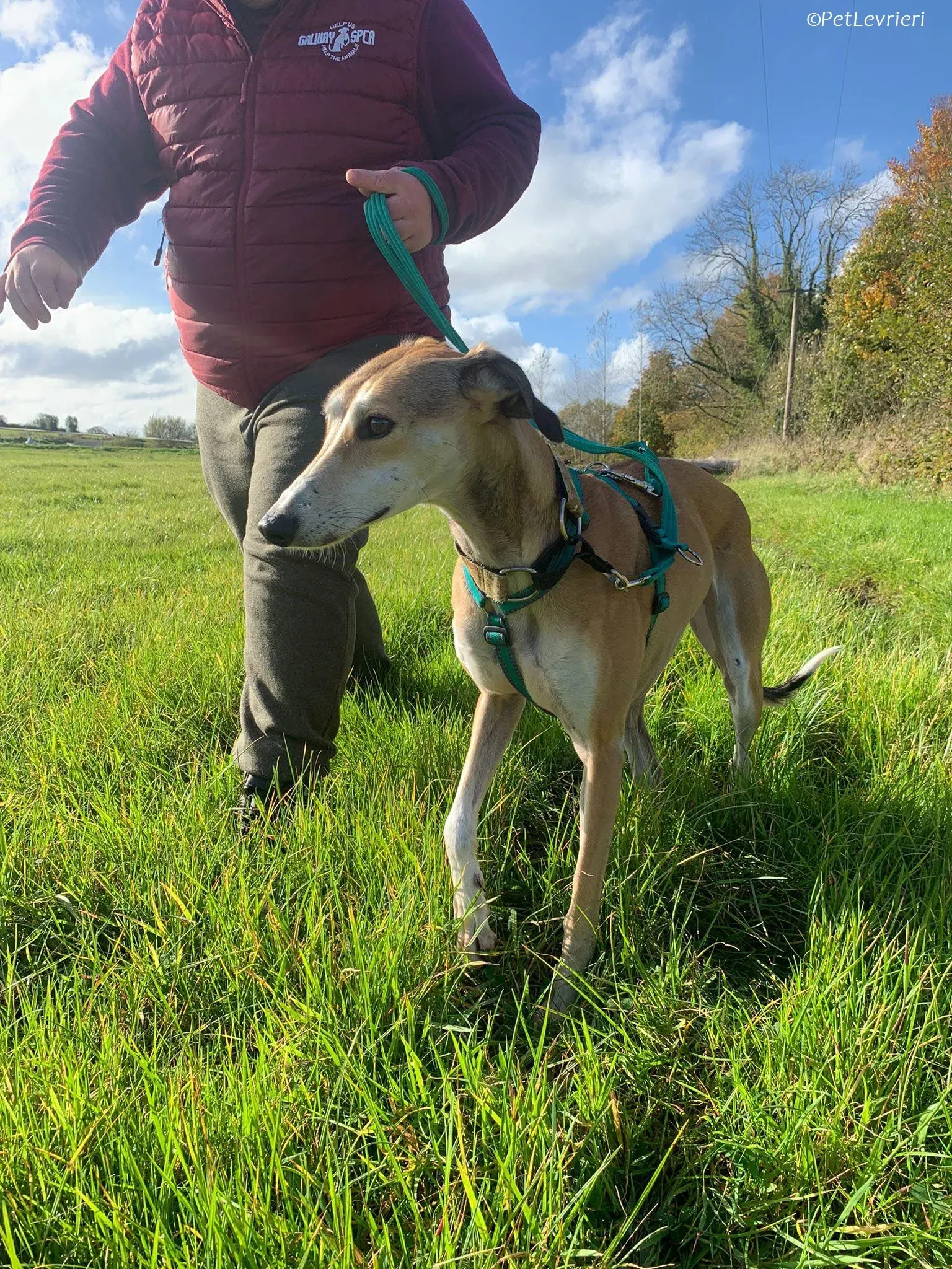 Ovaltine adozione levrieri greyhound 22