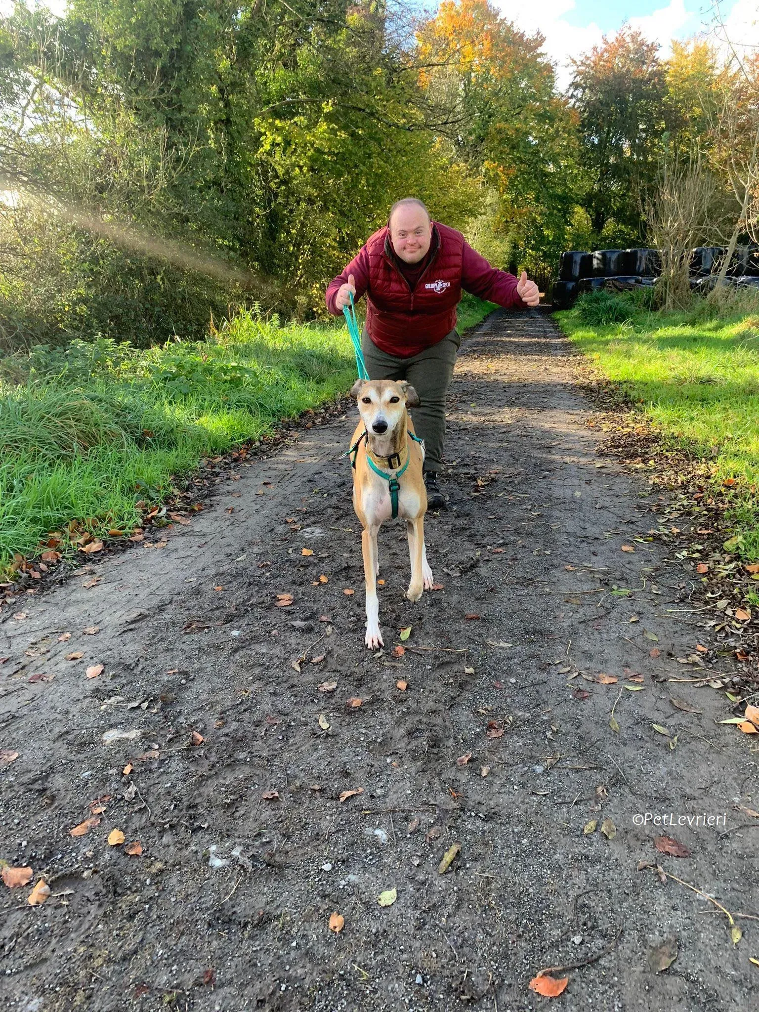 Ovaltine adozione levrieri greyhound 23