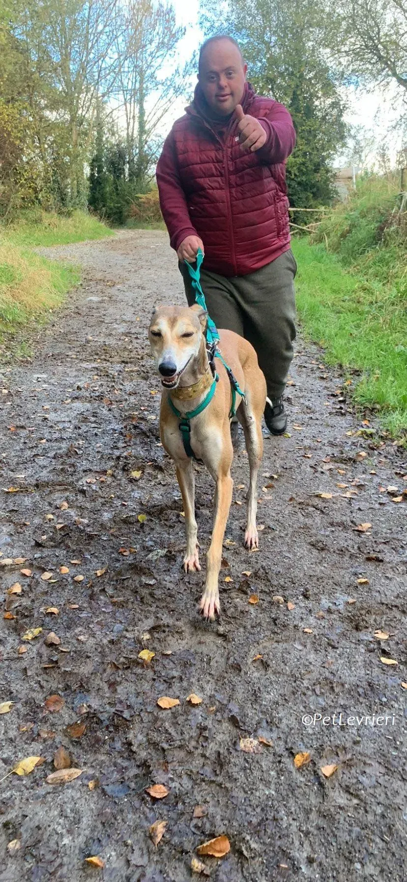 Ovaltine adozione levrieri greyhound 24