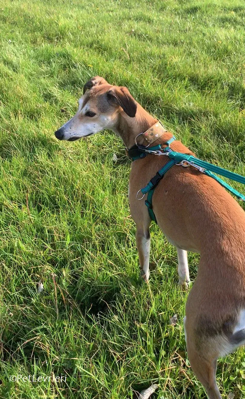 Ovaltine adozione levrieri greyhound 25