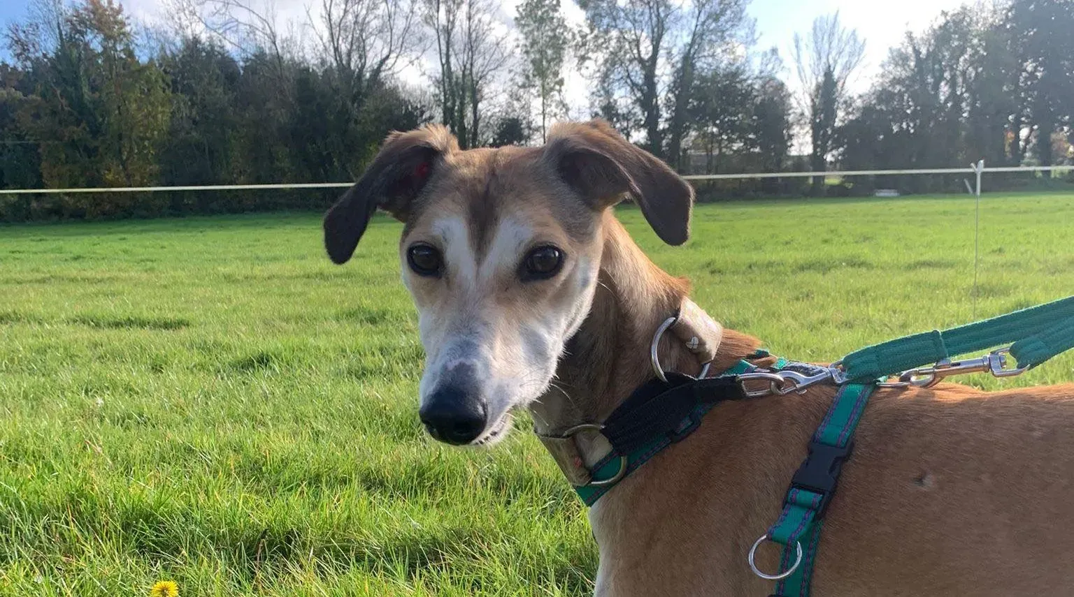 Ovaltine adozione levrieri greyhound 26 e1698601373299