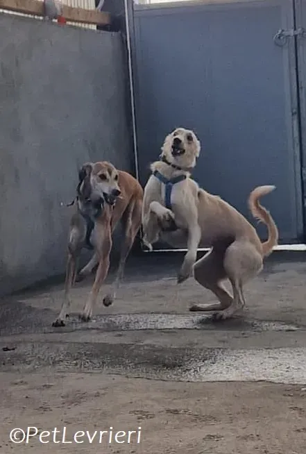 Ovaltine adozione levrieri greyhound 27