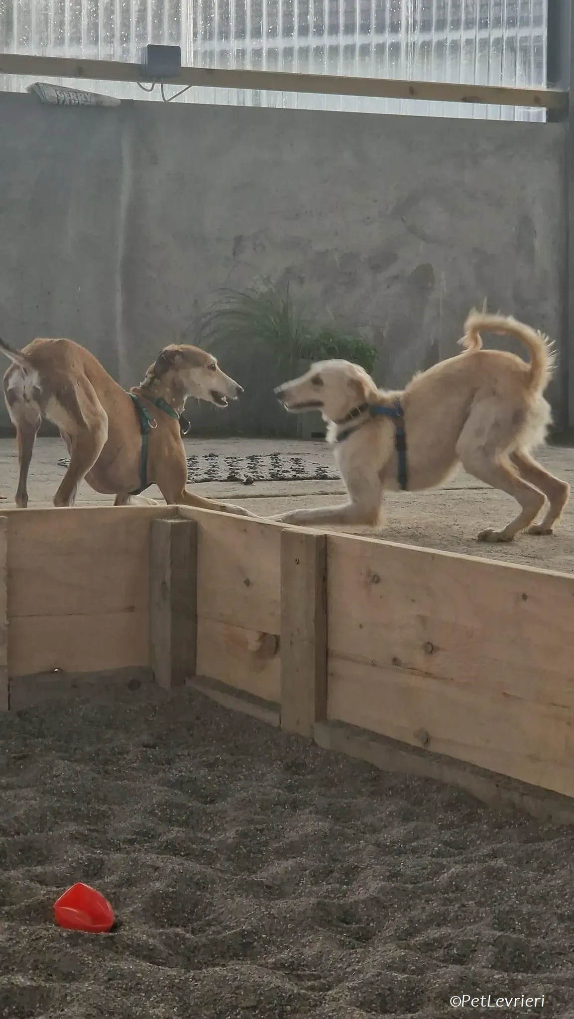 Ovaltine adozione levrieri greyhound 28