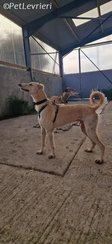 Ovaltine adozione levrieri greyhound 29