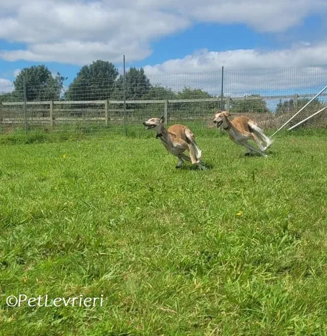 Ovaltine adozione levrieri greyhound 3