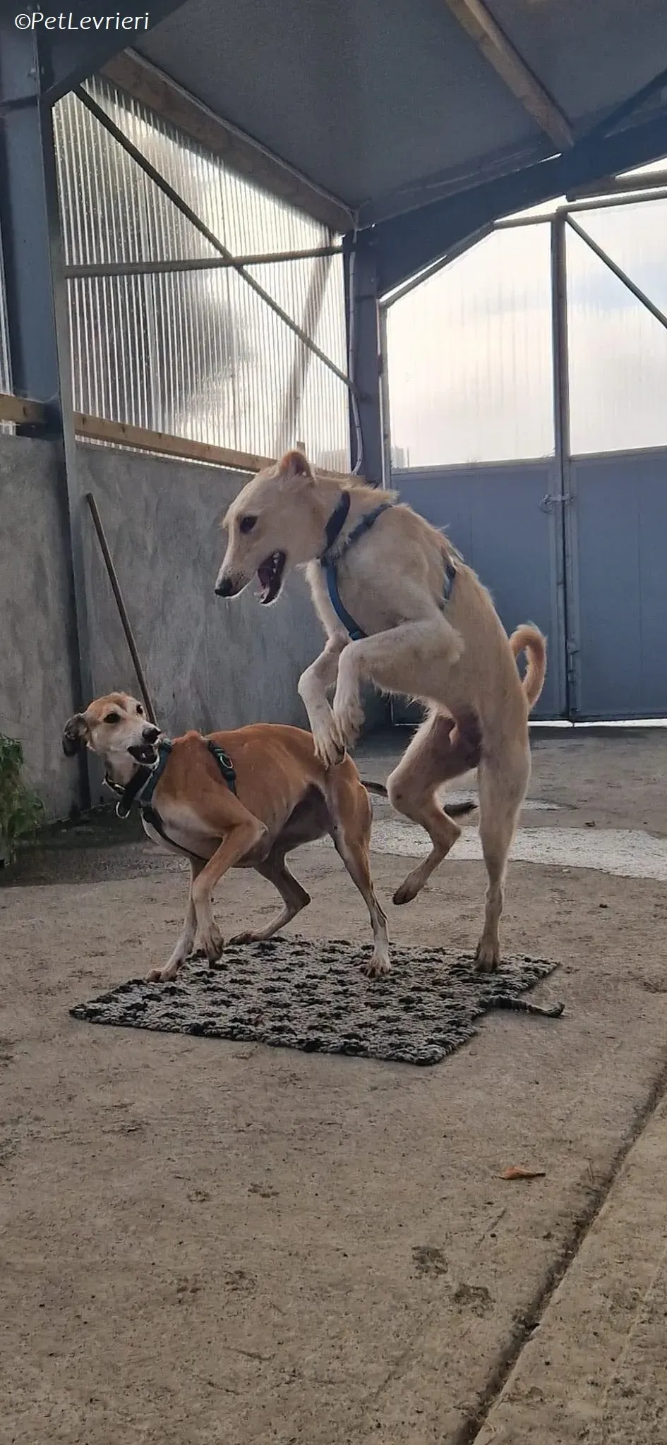 Ovaltine adozione levrieri greyhound 30