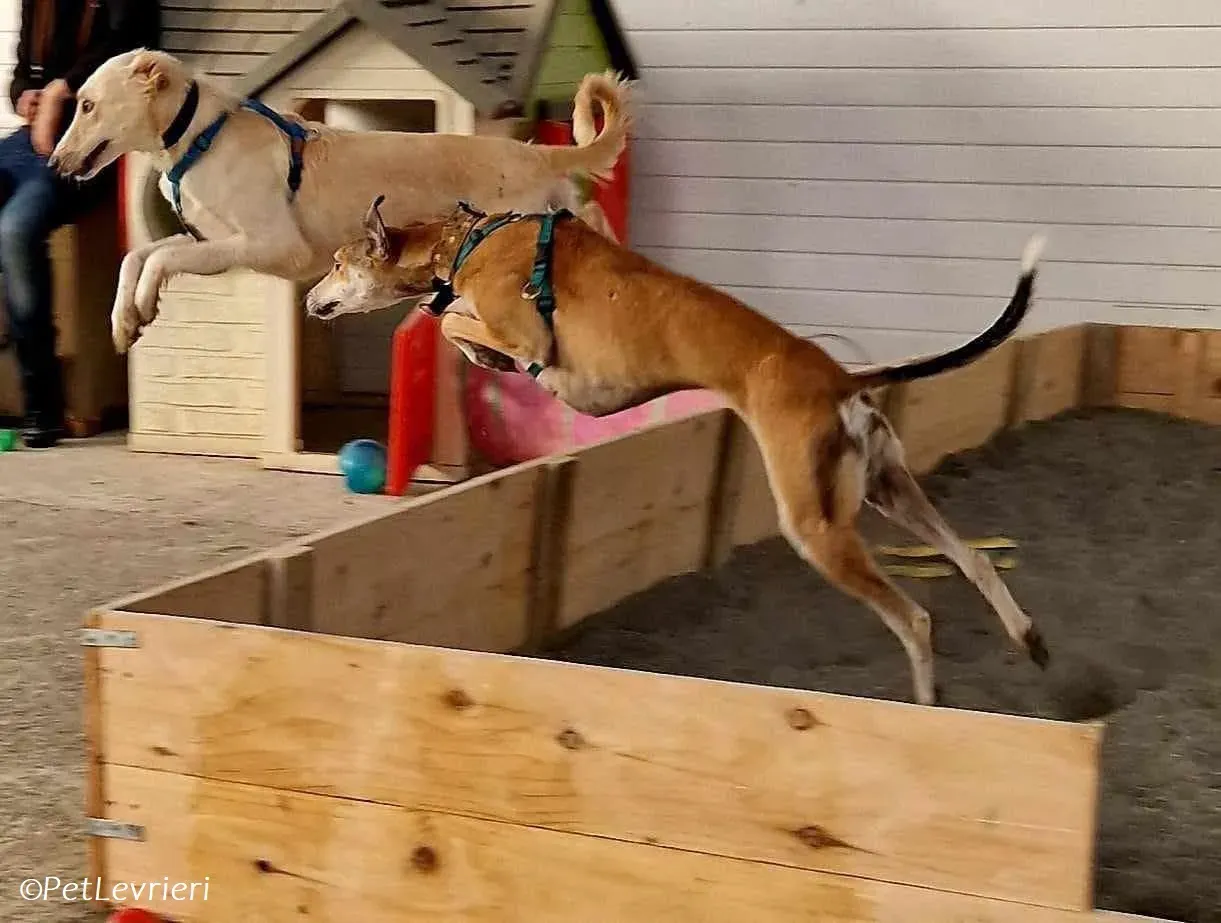 Ovaltine adozione levrieri greyhound 31