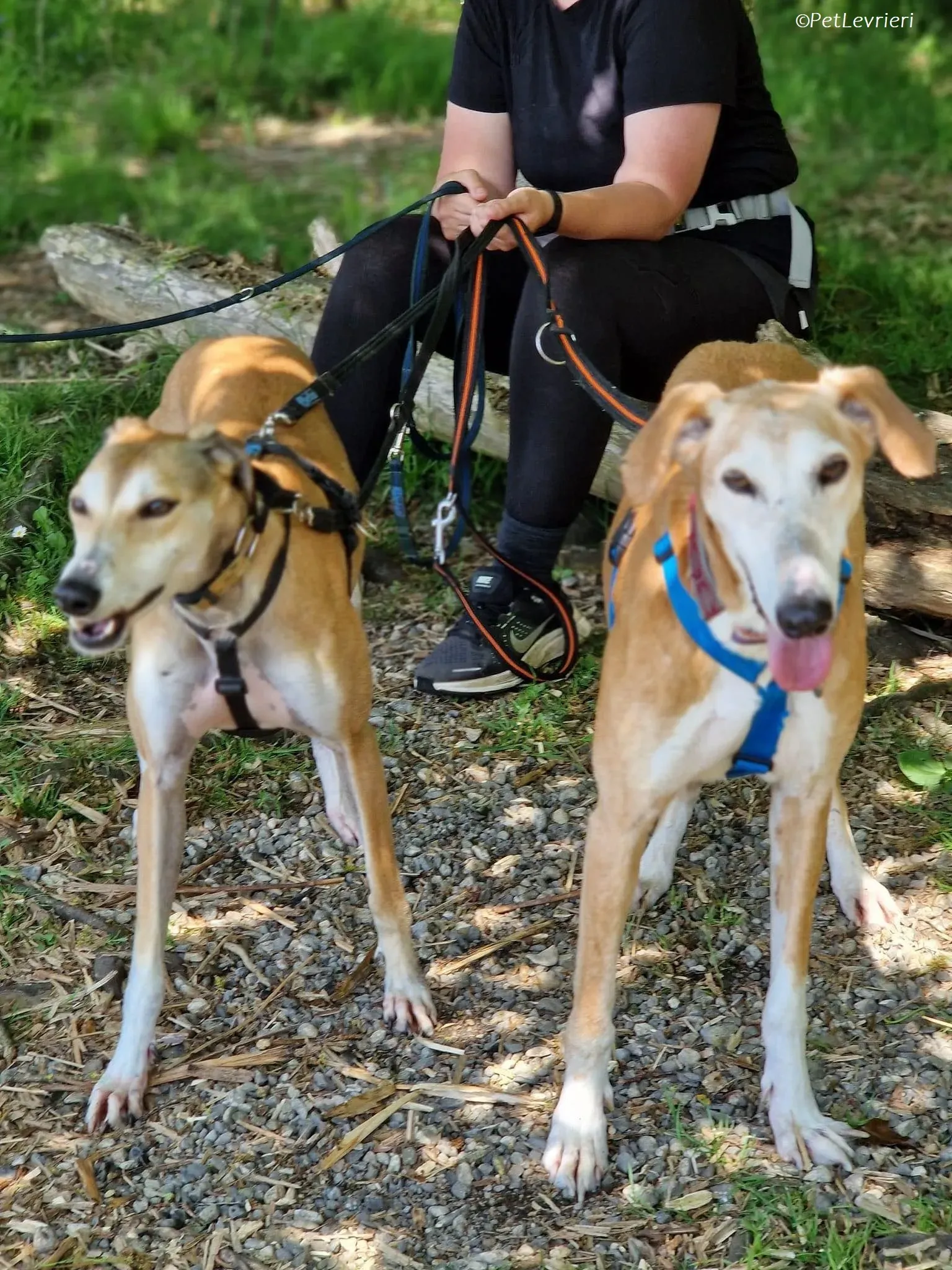 Ovaltine adozione levrieri greyhound 4