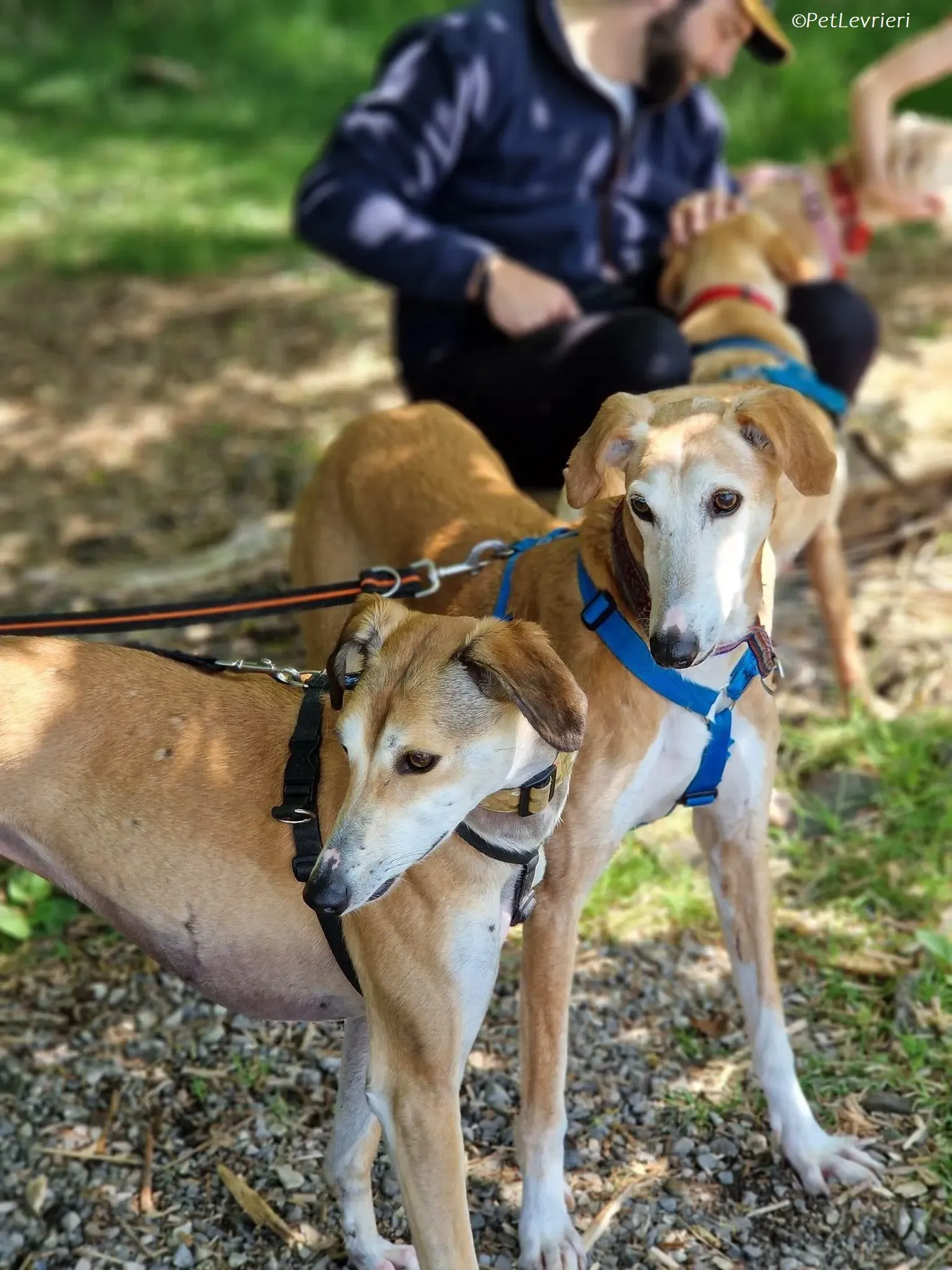 Ovaltine adozione levrieri greyhound 5